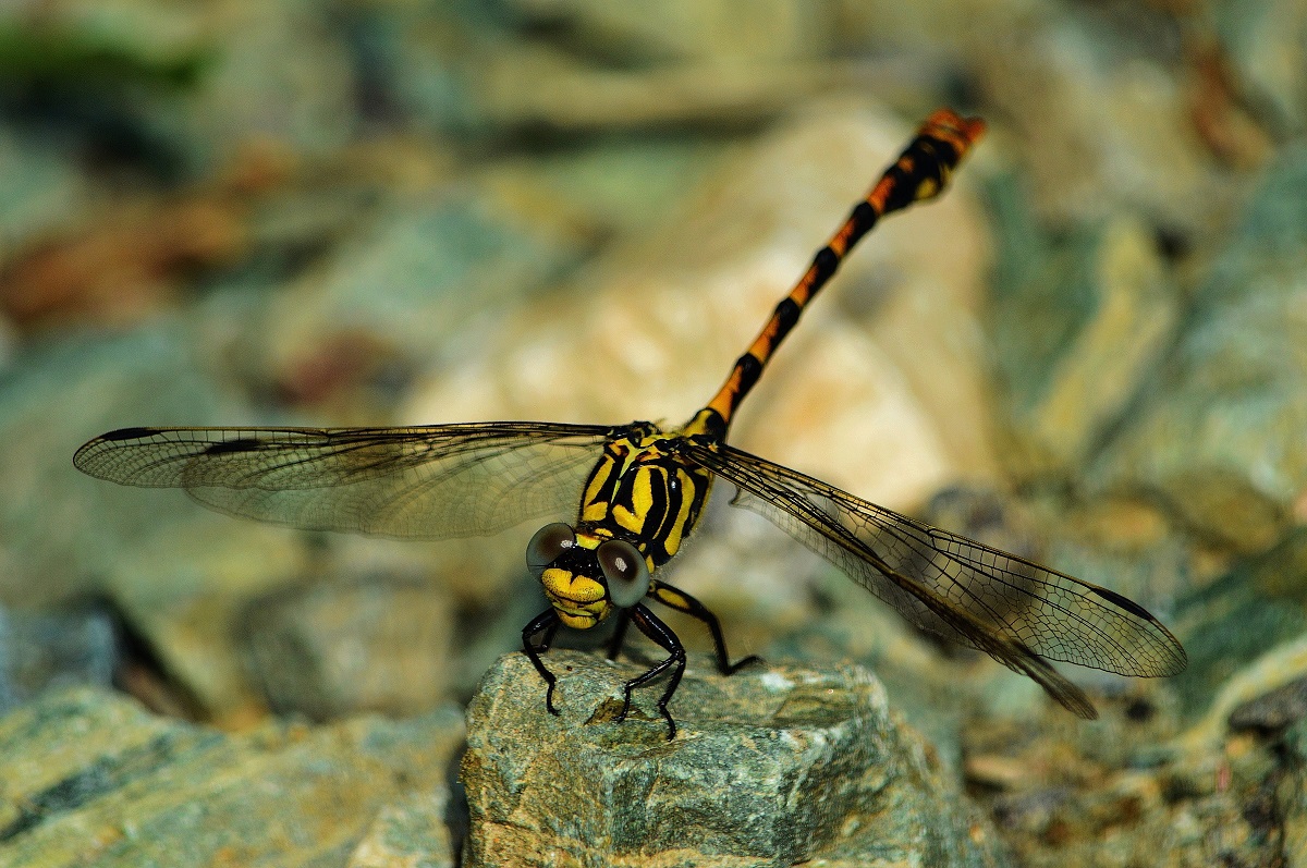onychogomphus forcipatus