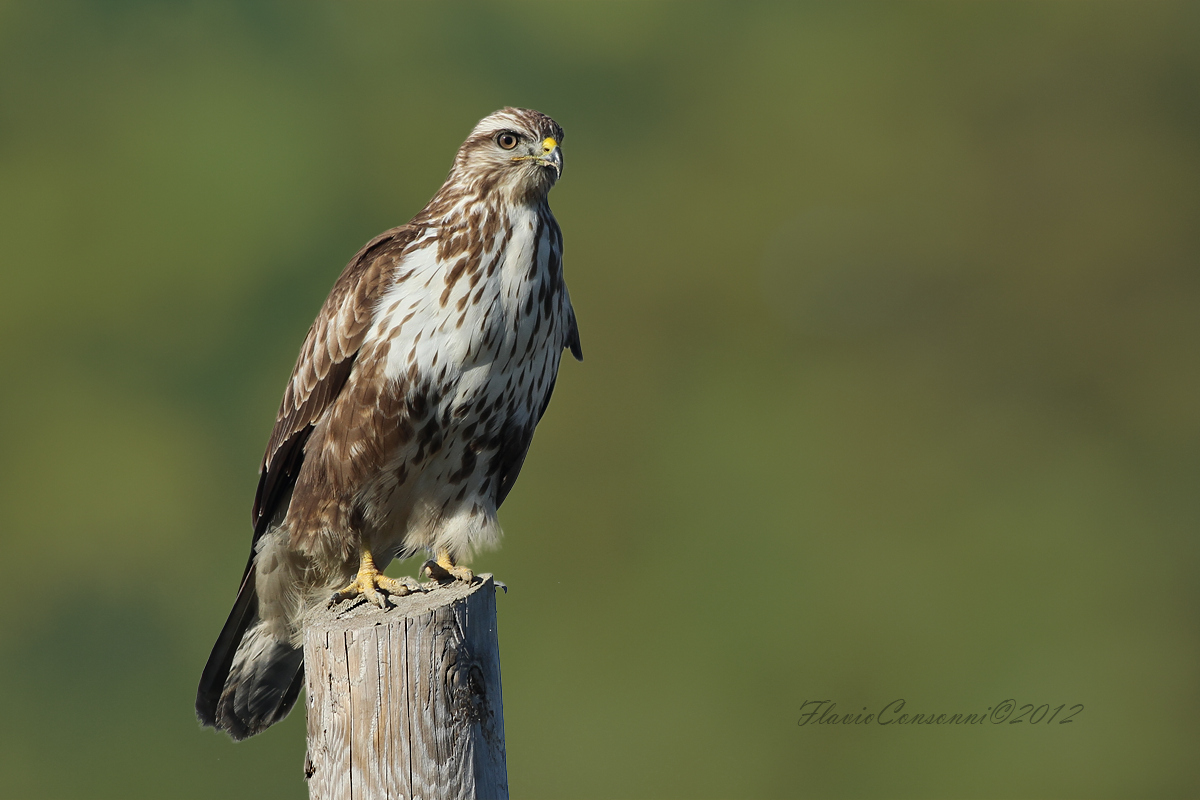 Buzzard