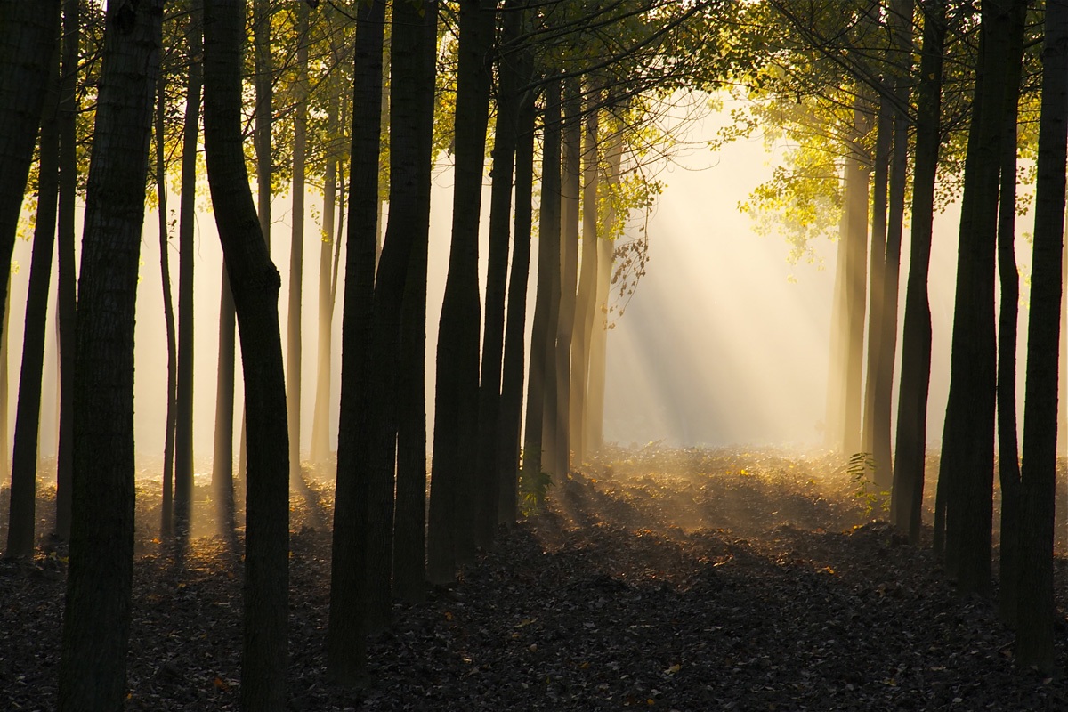 The enchanted forest