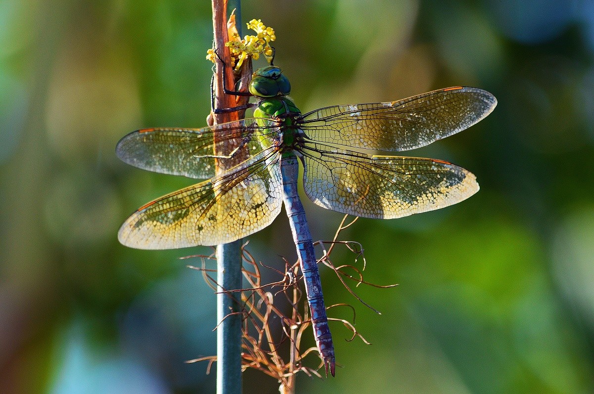 anax imperator