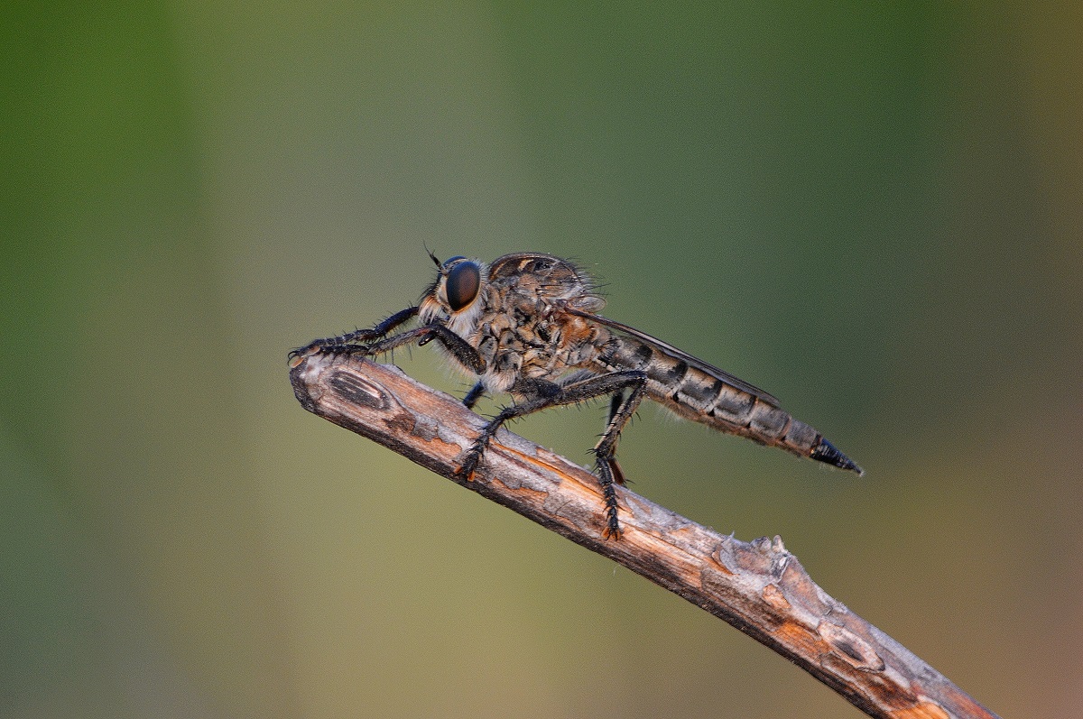 asilidae