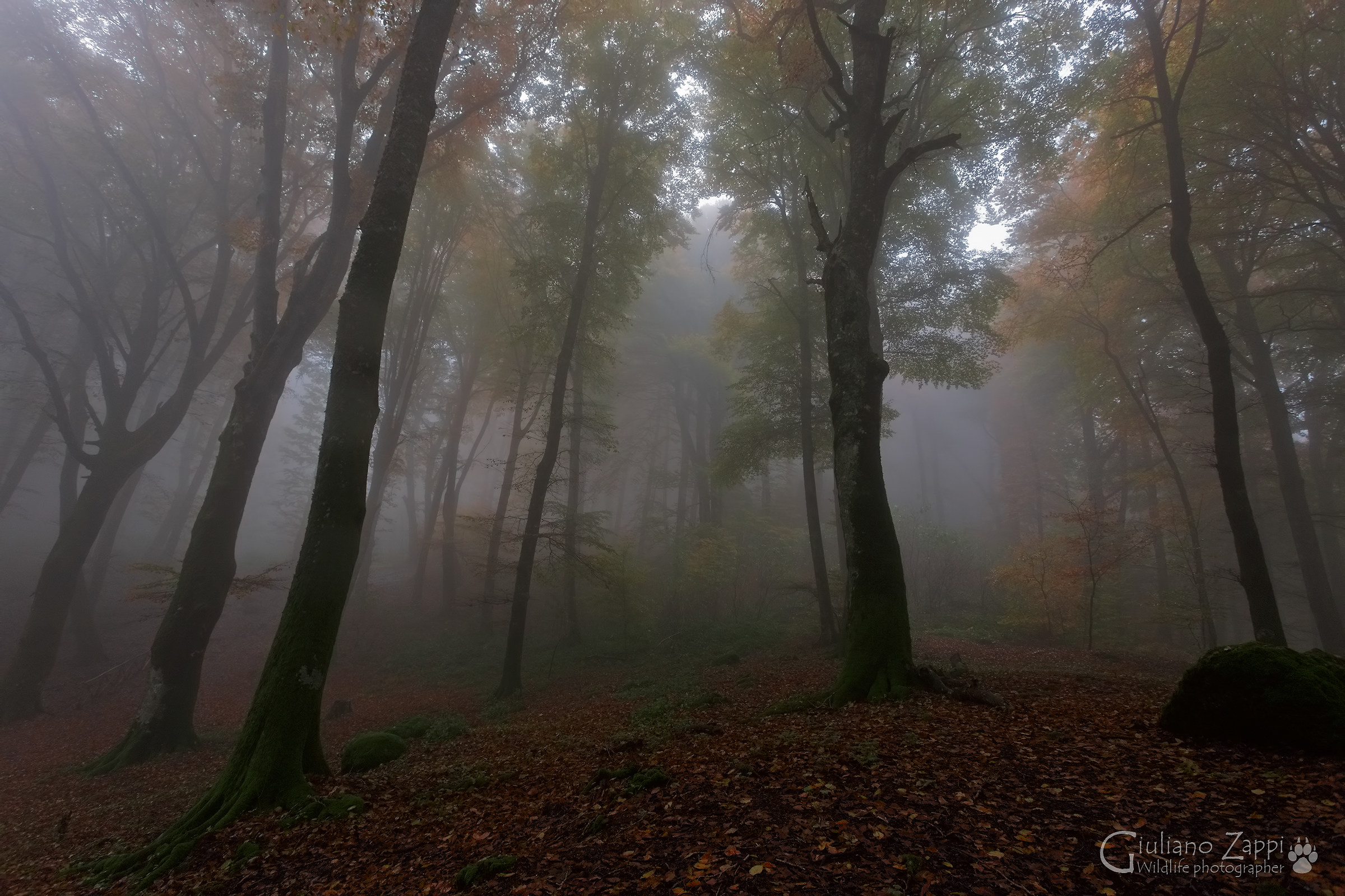 The silence of the forest