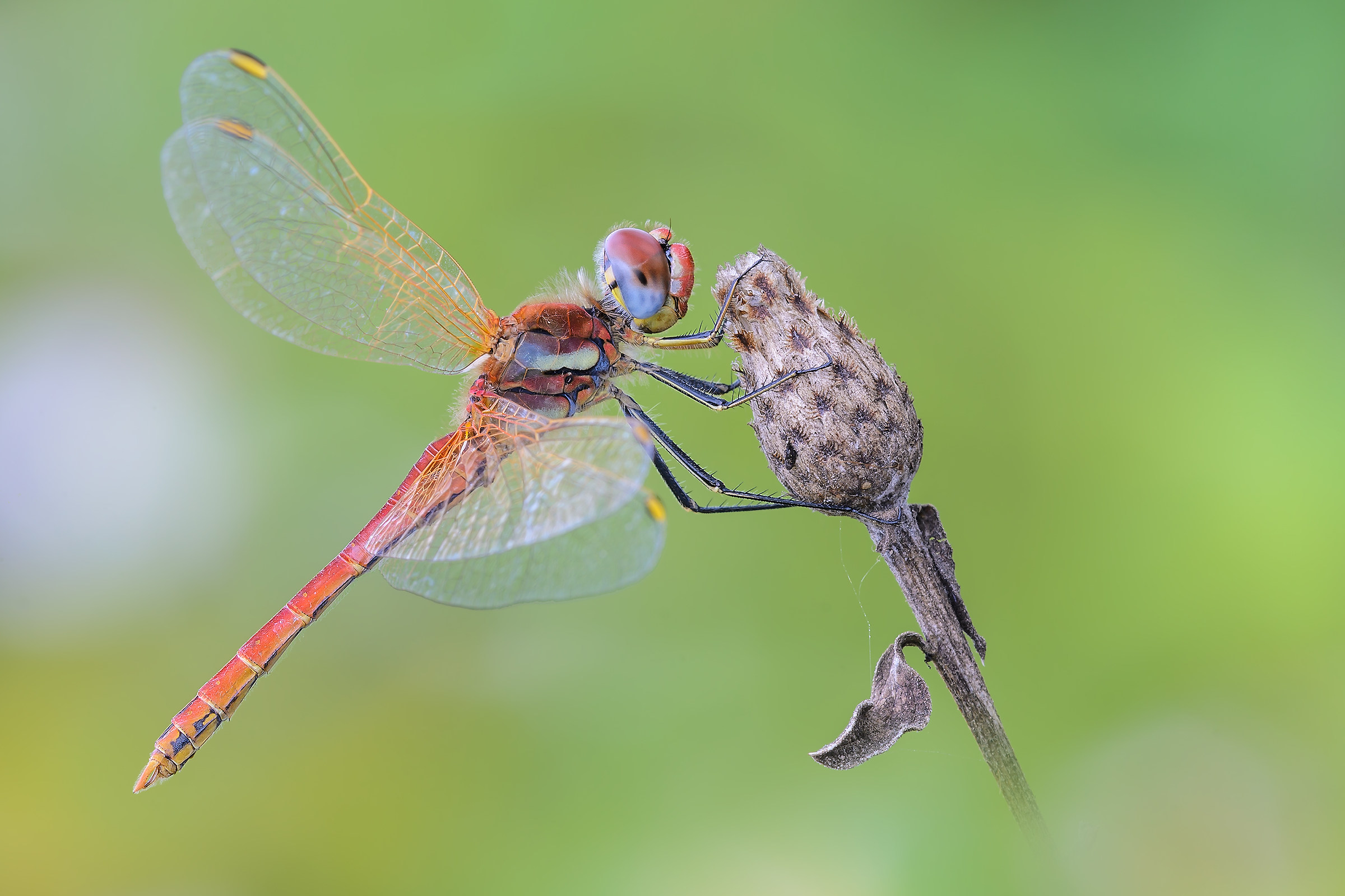Sympetrum fonscolombii