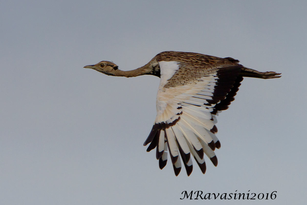 Black-bellied Bustard Eupodotis melanogaster