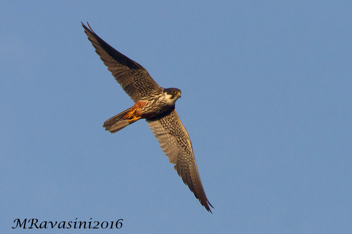 Hobby Falco subbuteo