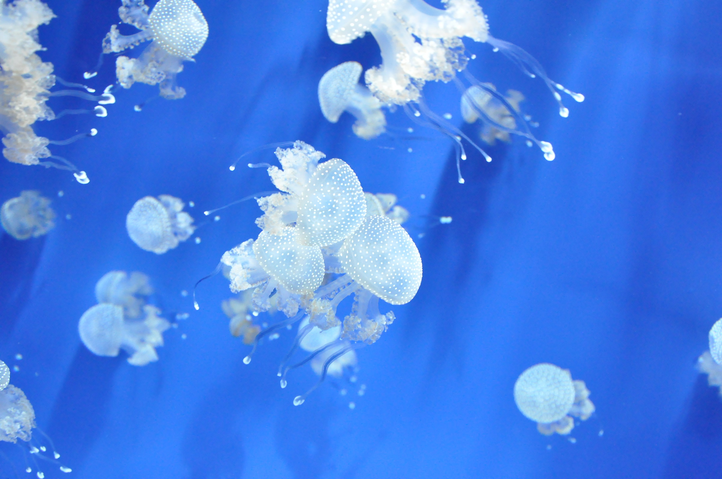 jellyfishes