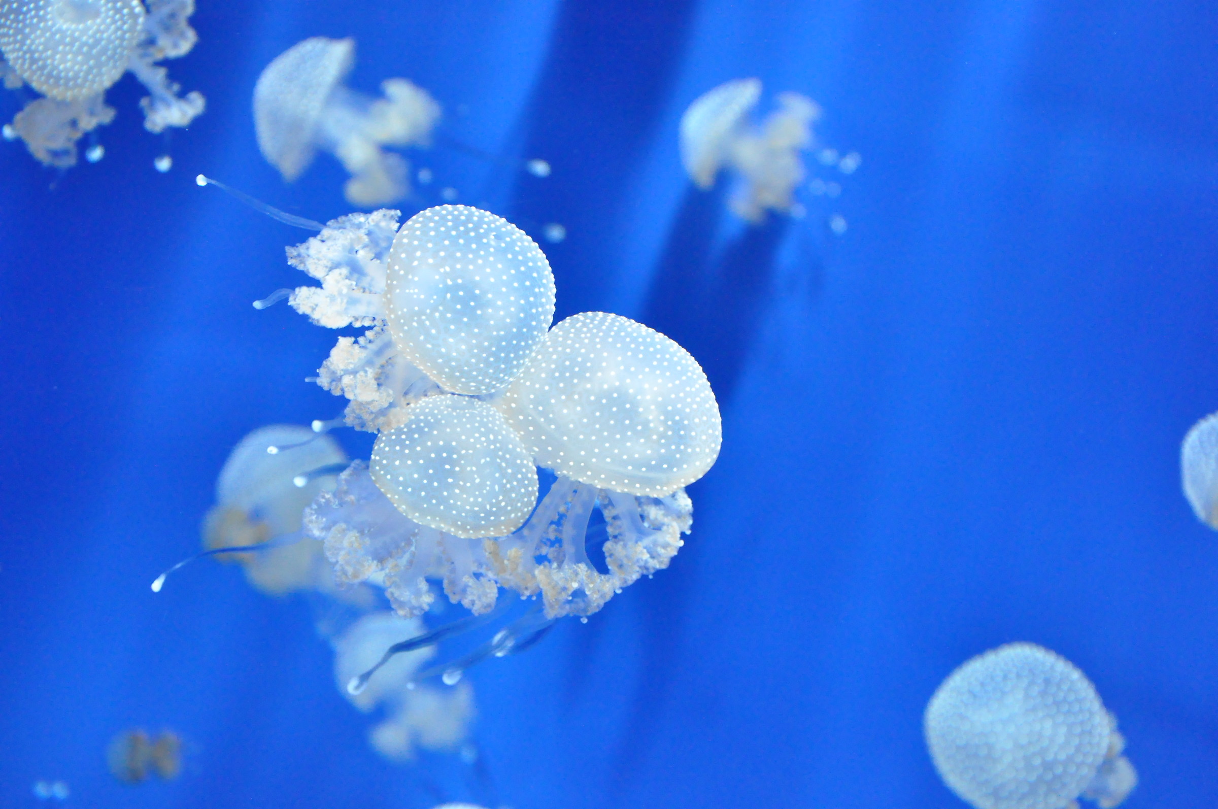 jellyfishes