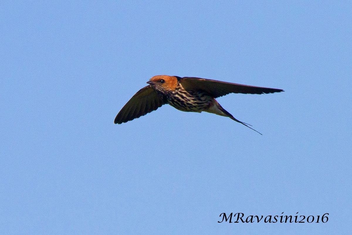 Lesser Striped Swallow Hirundo abyssinica
