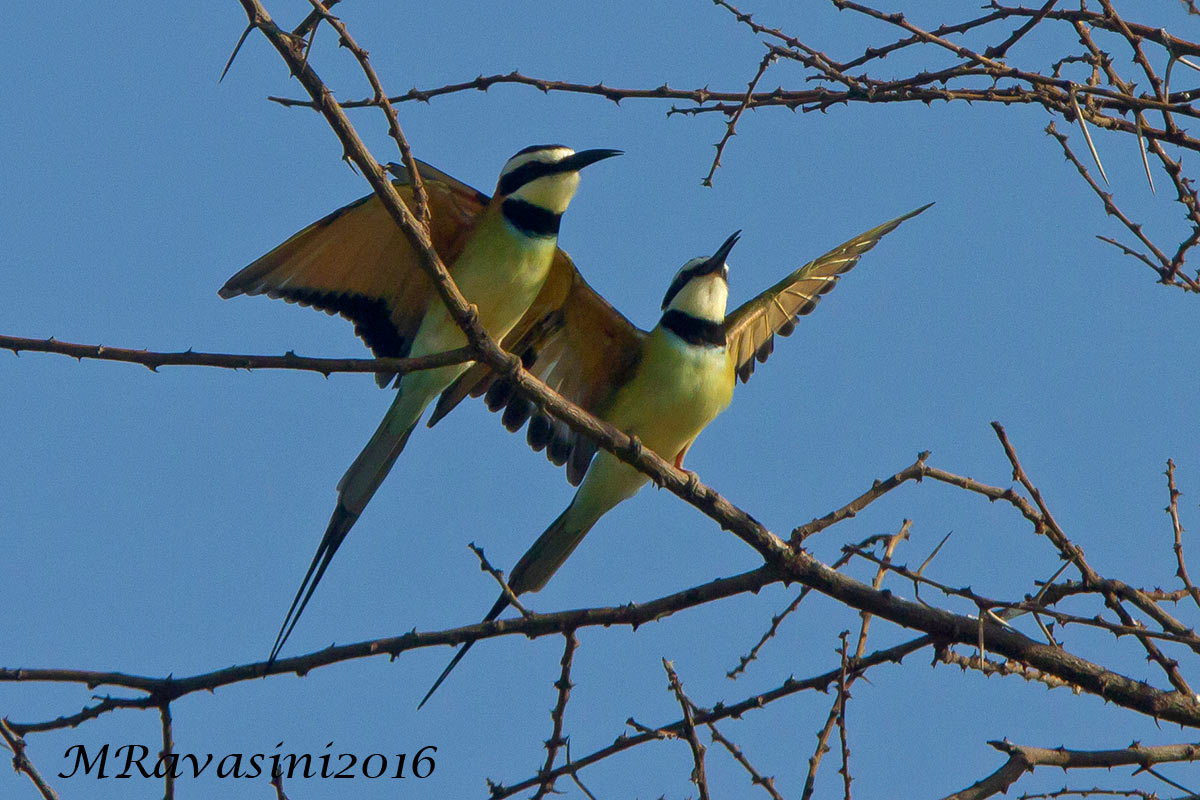 White.throated Bee.eater Merops albicollis