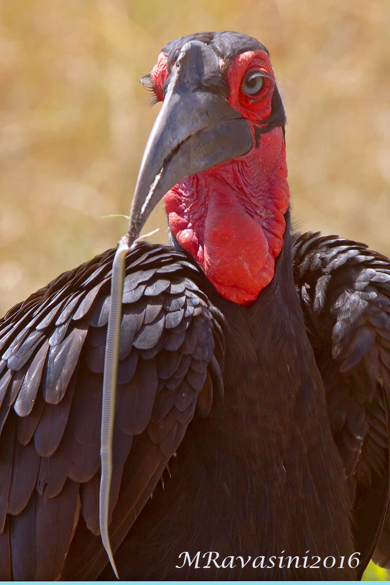 Southern Ground Hornbill Bucorvus leadbeateri