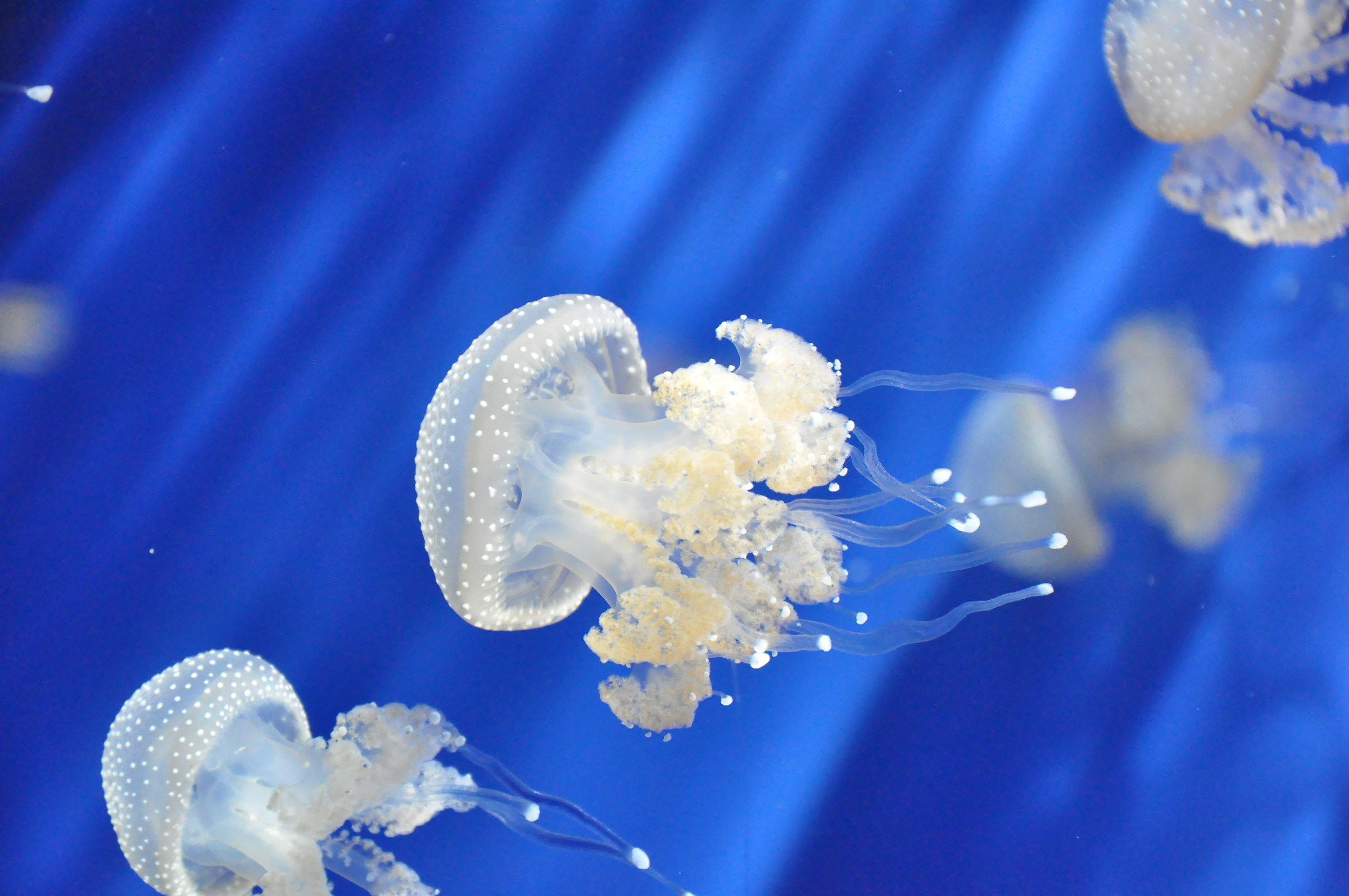 jellyfishes