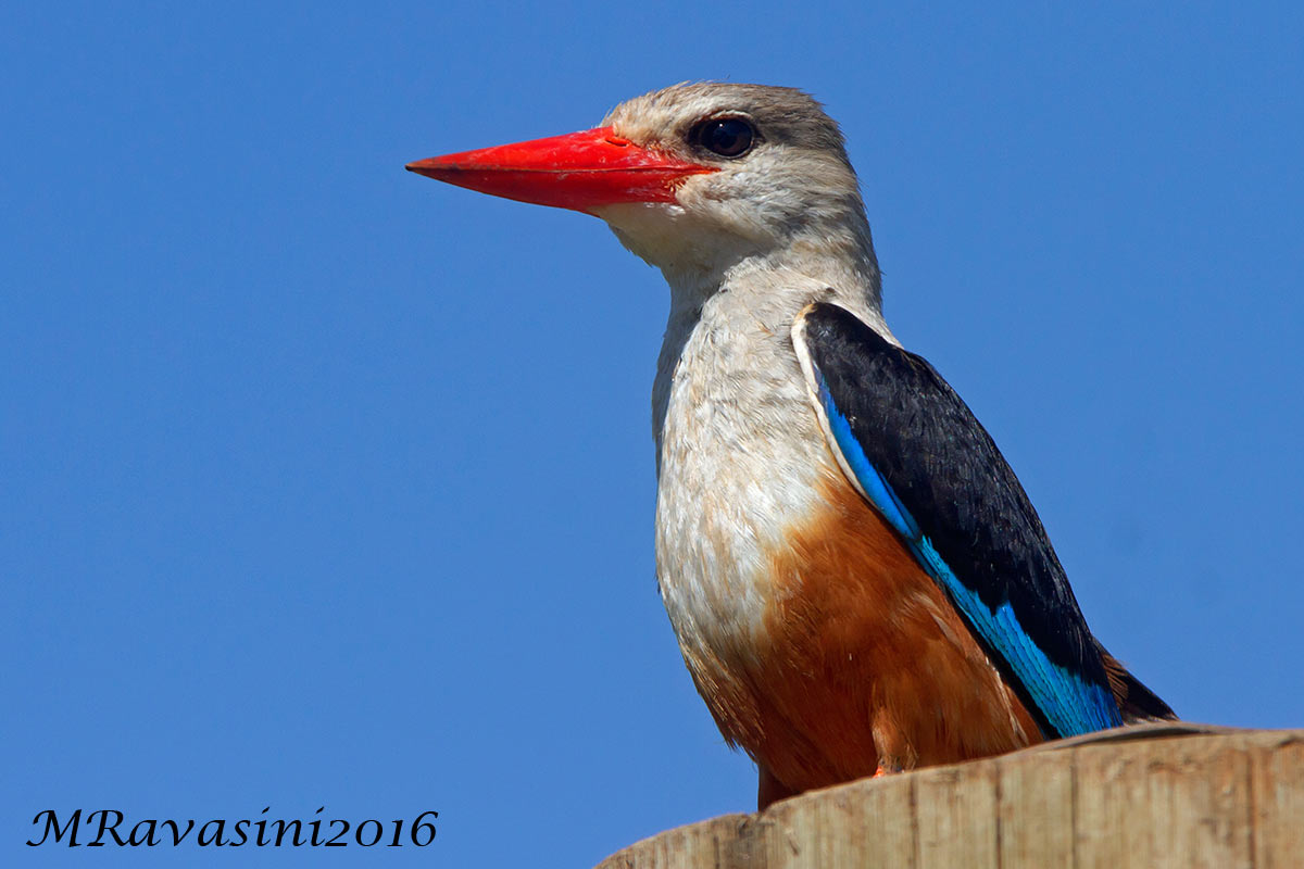 Grey-headed Kingfisher Halcyon leucocephala