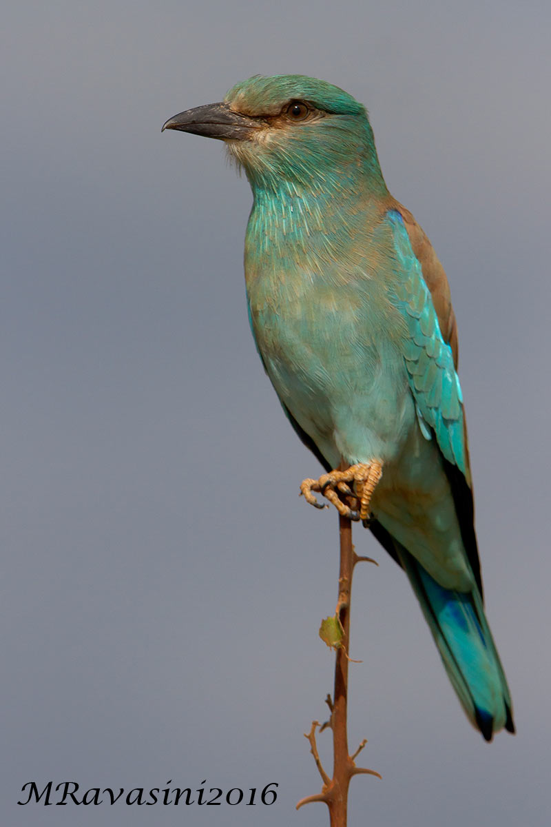 European Roller Coracias garrulus