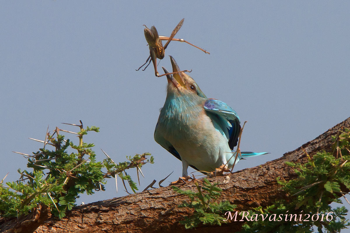 European Roller Coracias garrulus