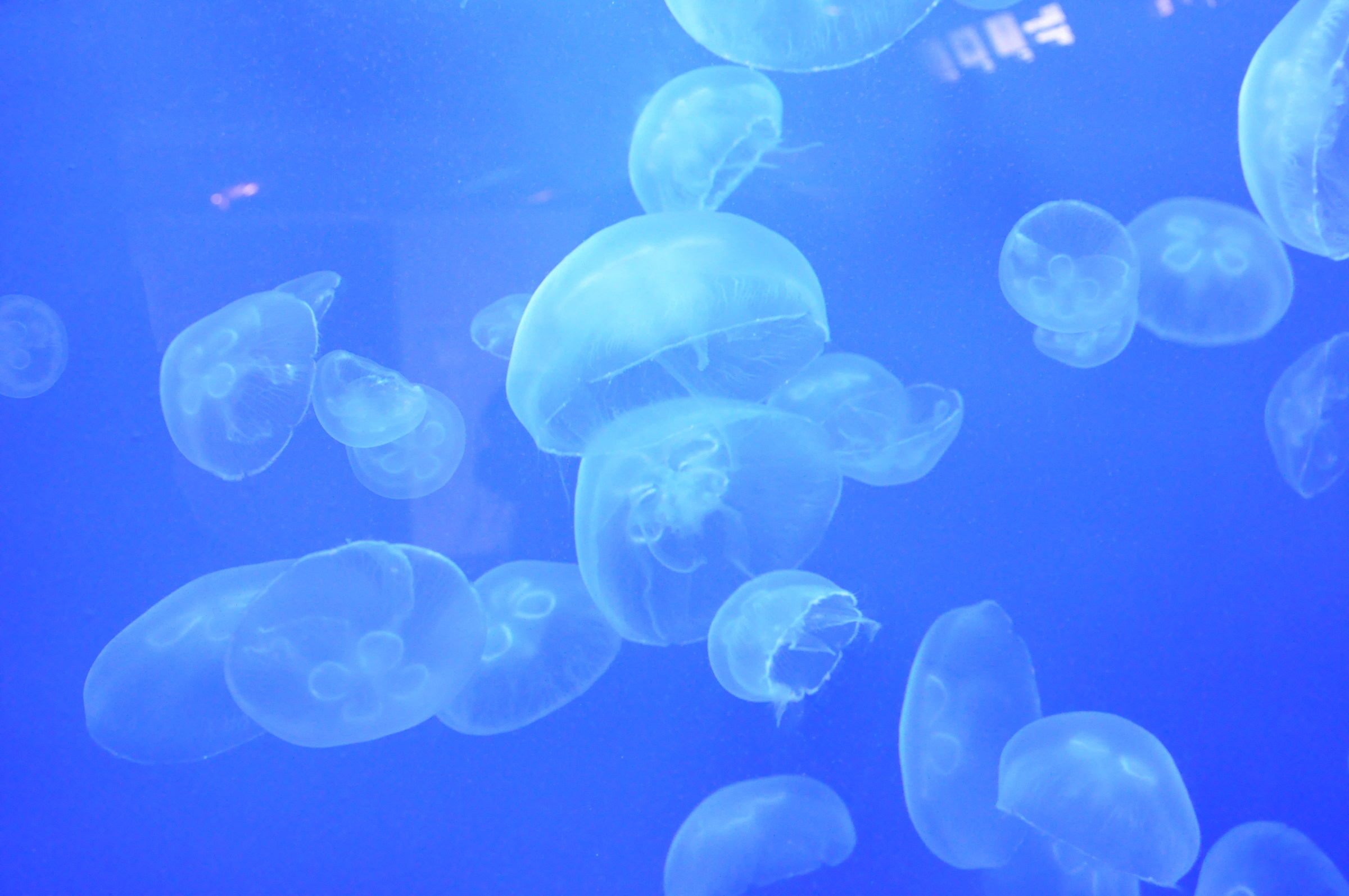 jellyfishes
