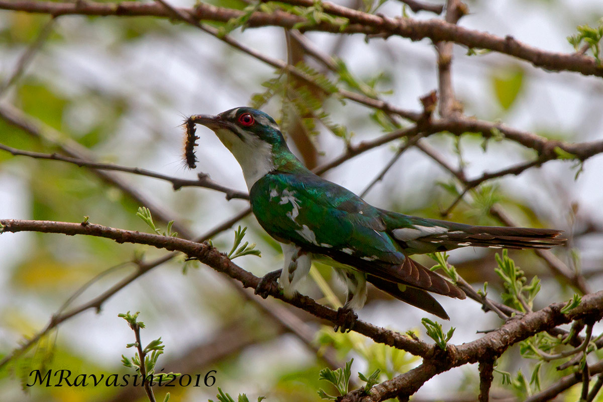 Diederik Cuckoo Chrysococcys caprius