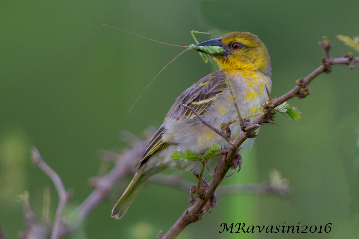 Black-headed Weaver Ploceus cucullatus female