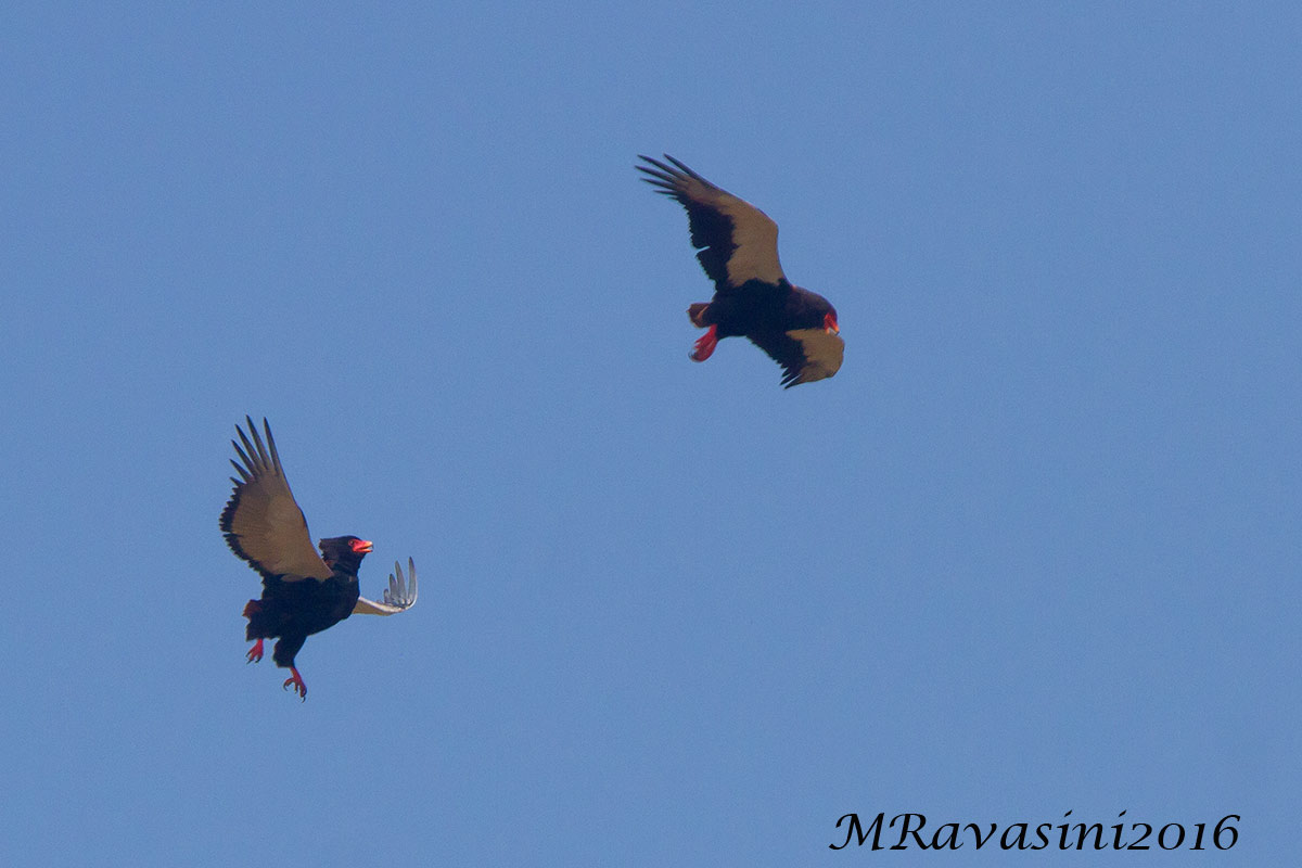 Bateleur Terathopius ecaudatus