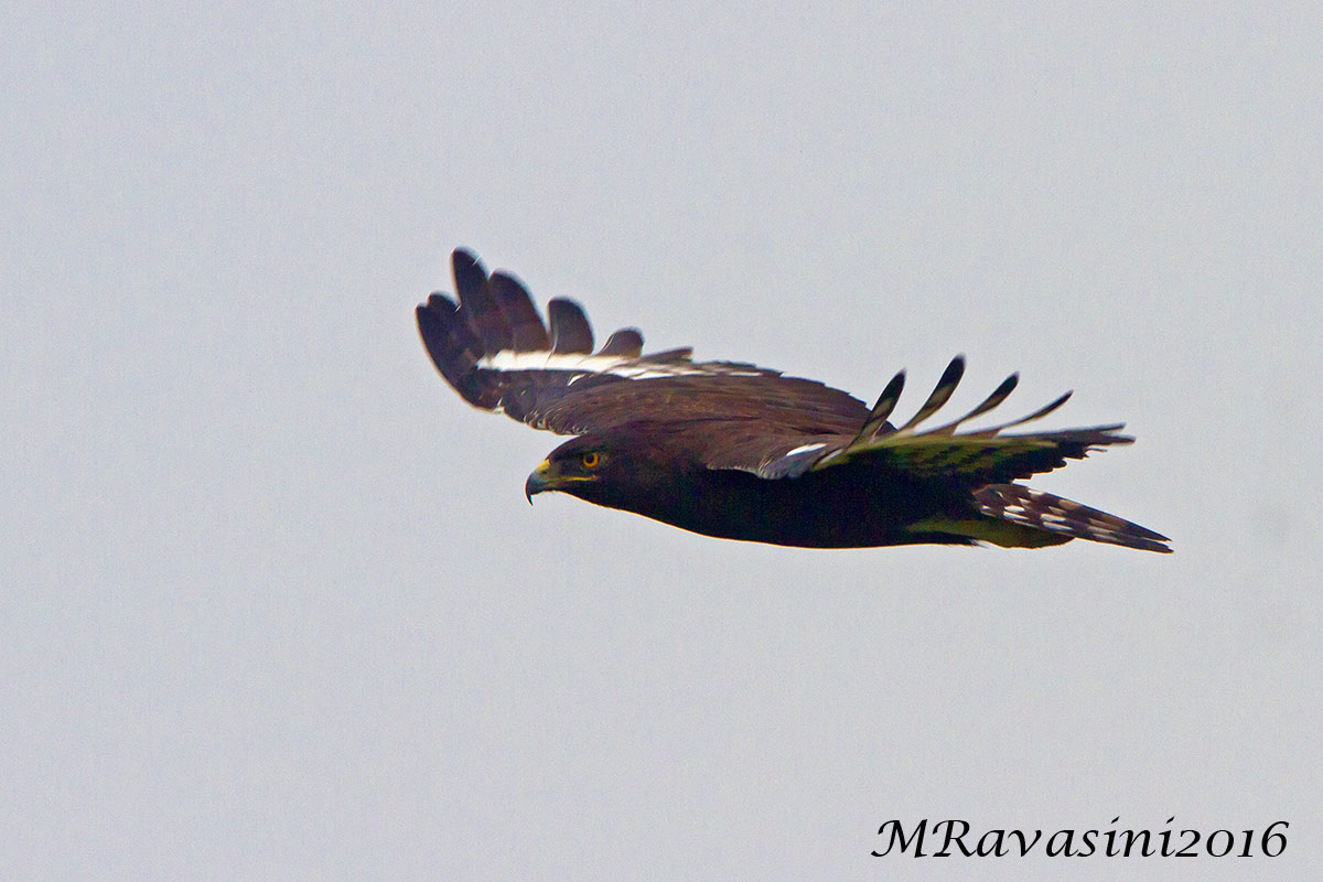 Long-crested Eagle Lophaetus occipitalis