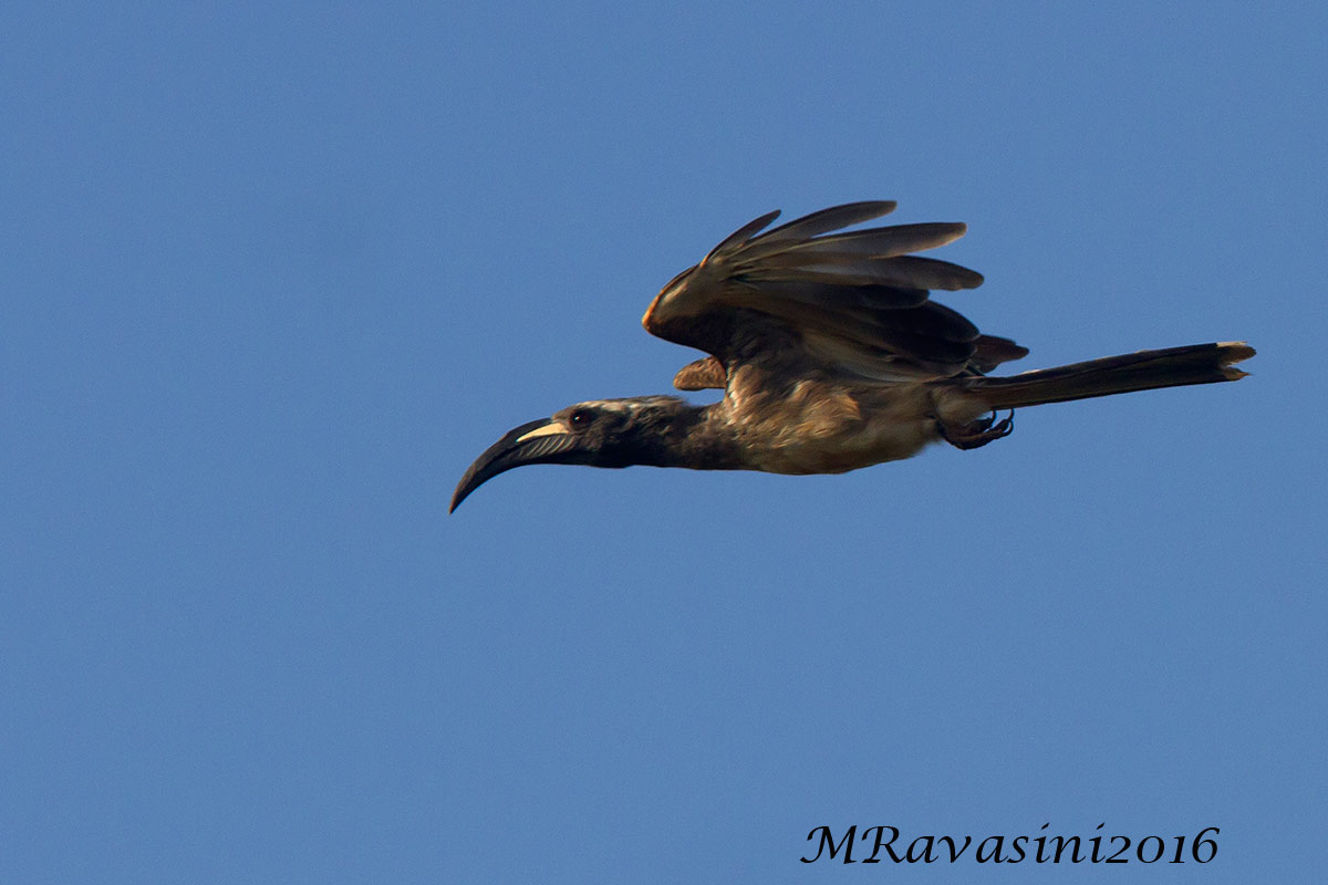 African Grey Hornbill Tockus nasutus