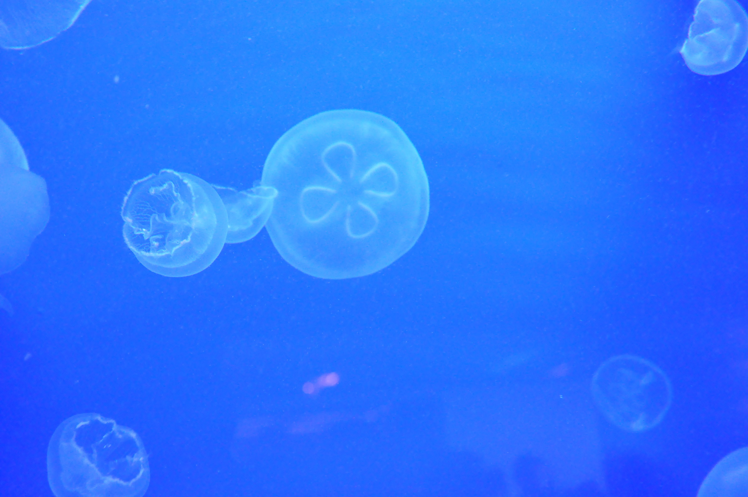 jellyfishes