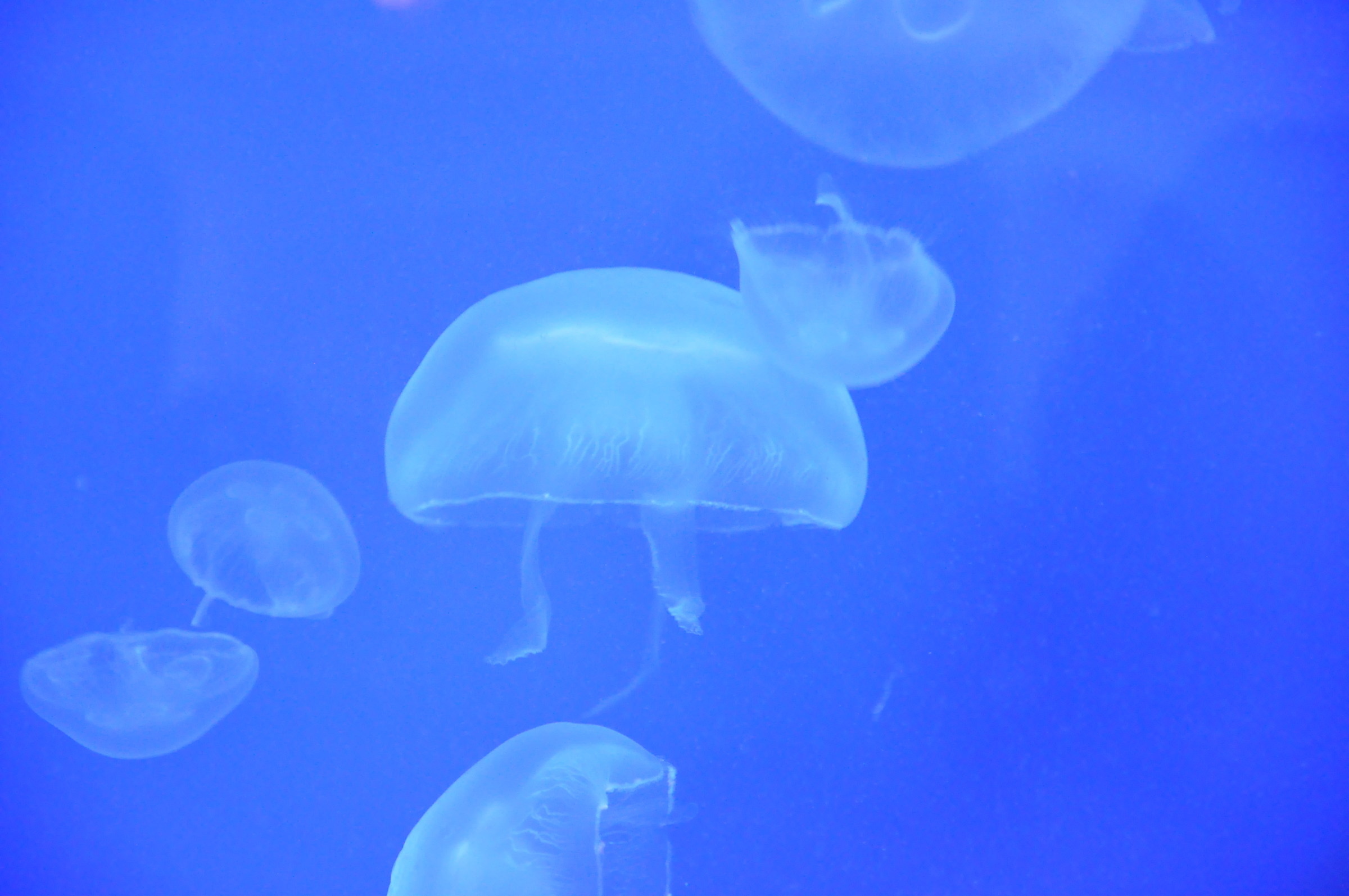jellyfishes