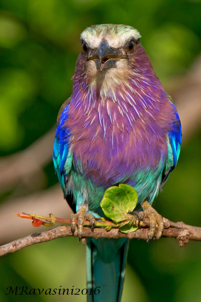 Lilac-breasted Roller Coracias caudata