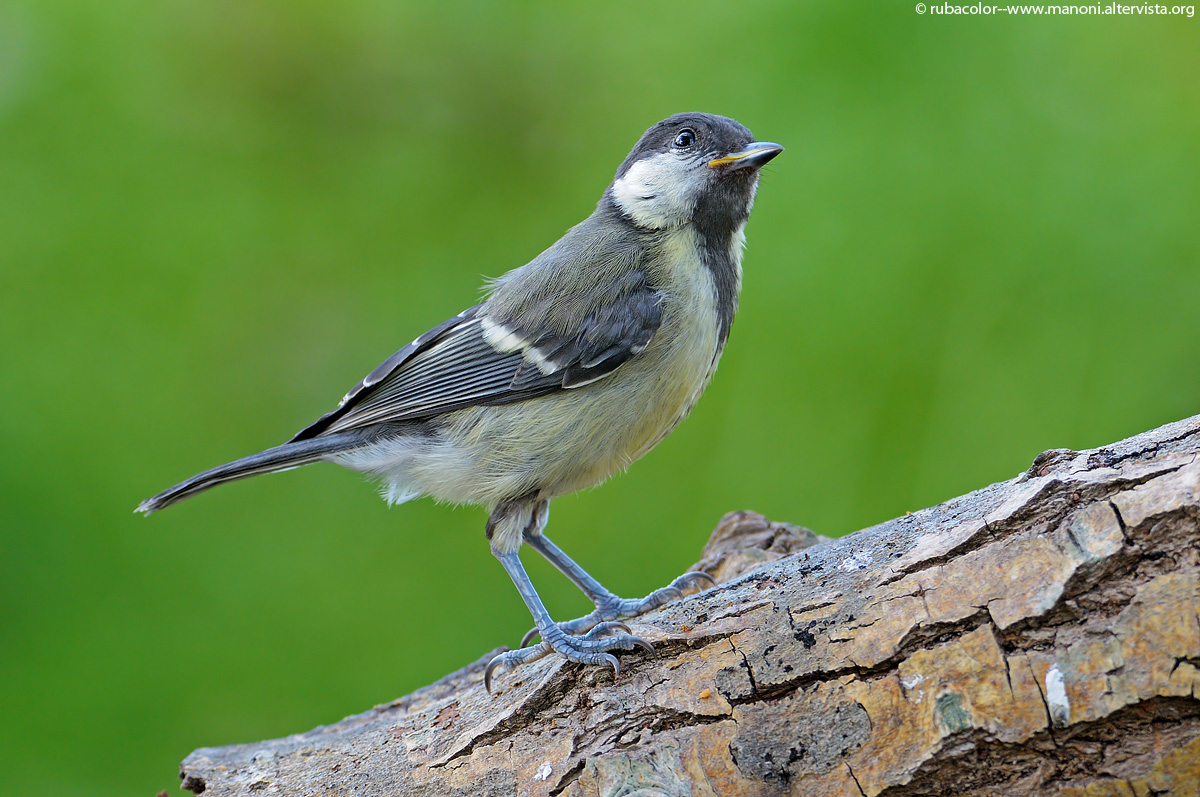 Una cincia con l'espressione un po così