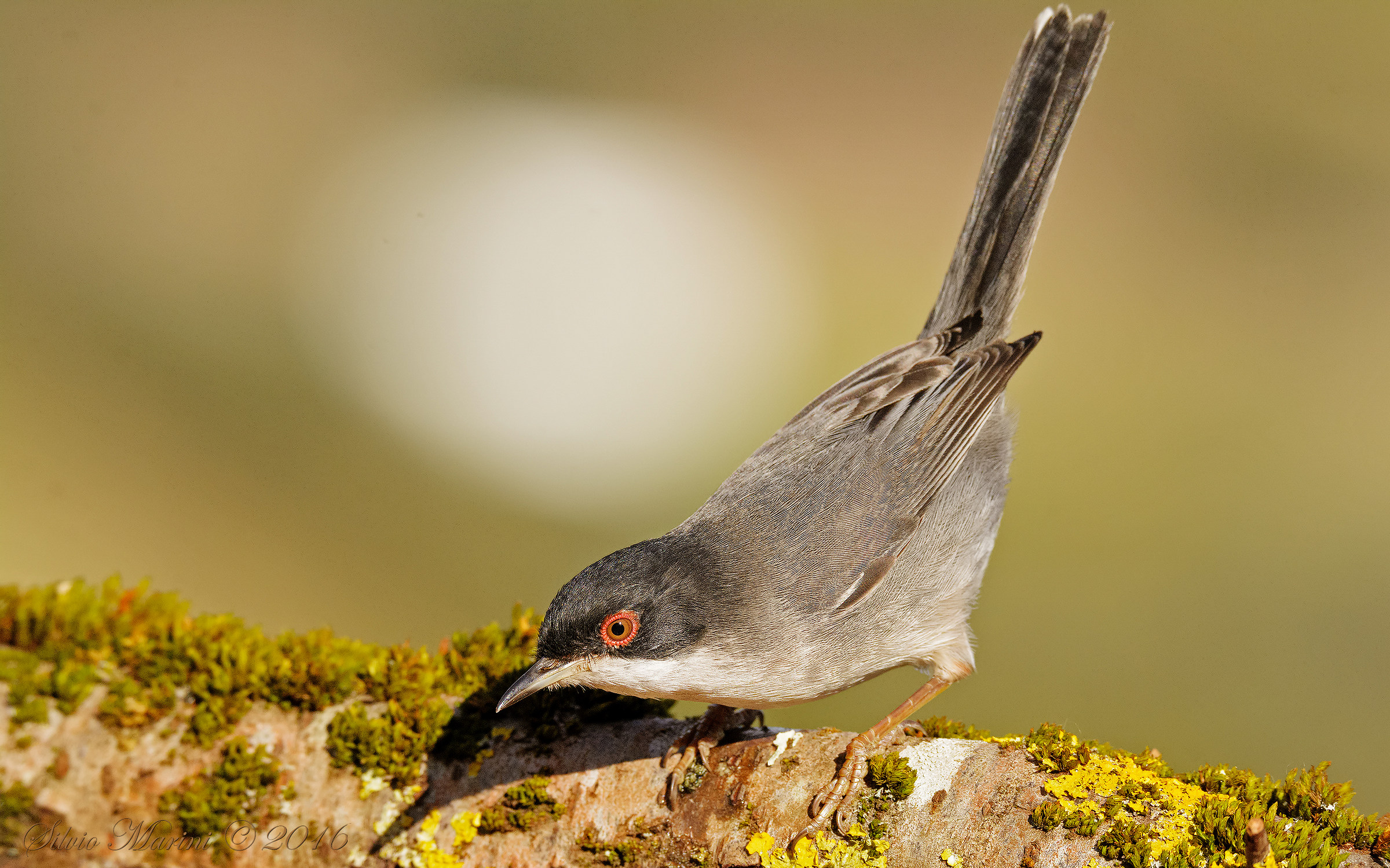 Sardinian warbler (Sylvia melanocephala) hurt