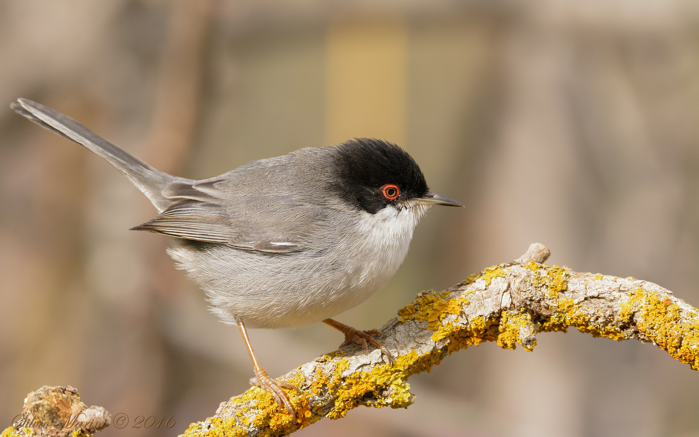 Sardinian warbler (Sylvia melanocephala) hurt