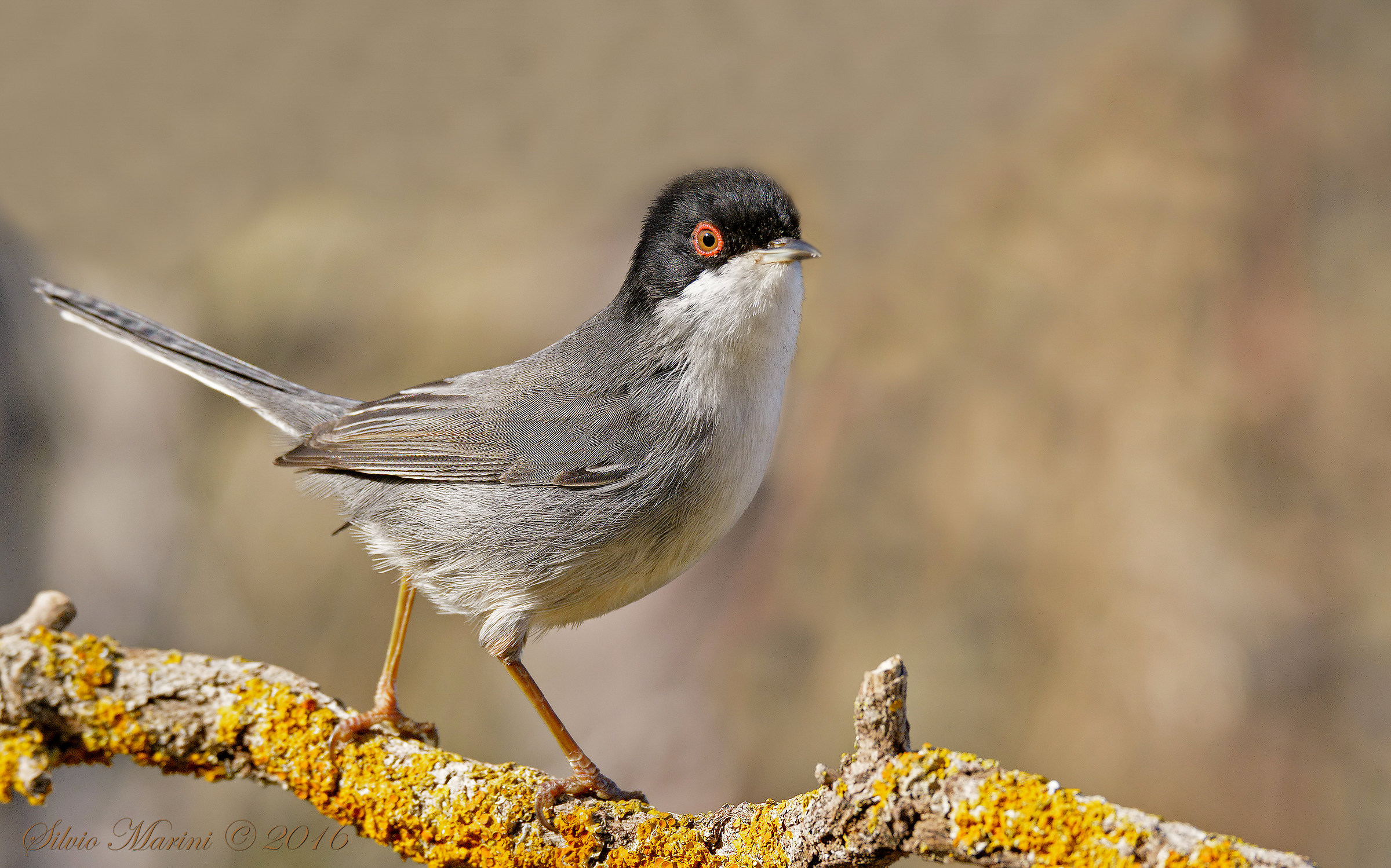 Sardinian warbler (Sylvia melanocephala) hurt