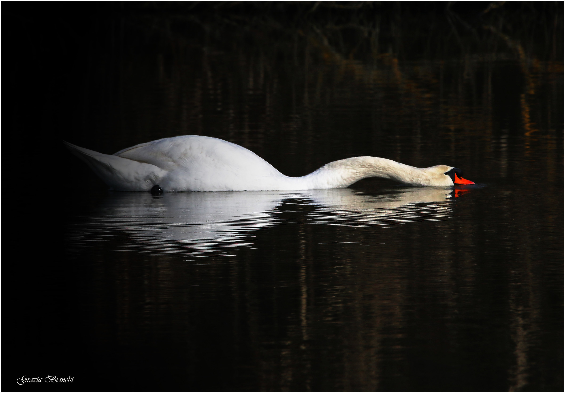Cigno - Canal Novo - Marano Lagunare