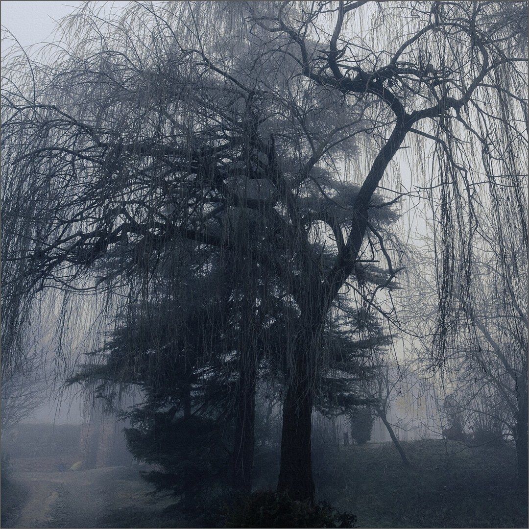 salice nella nebbia