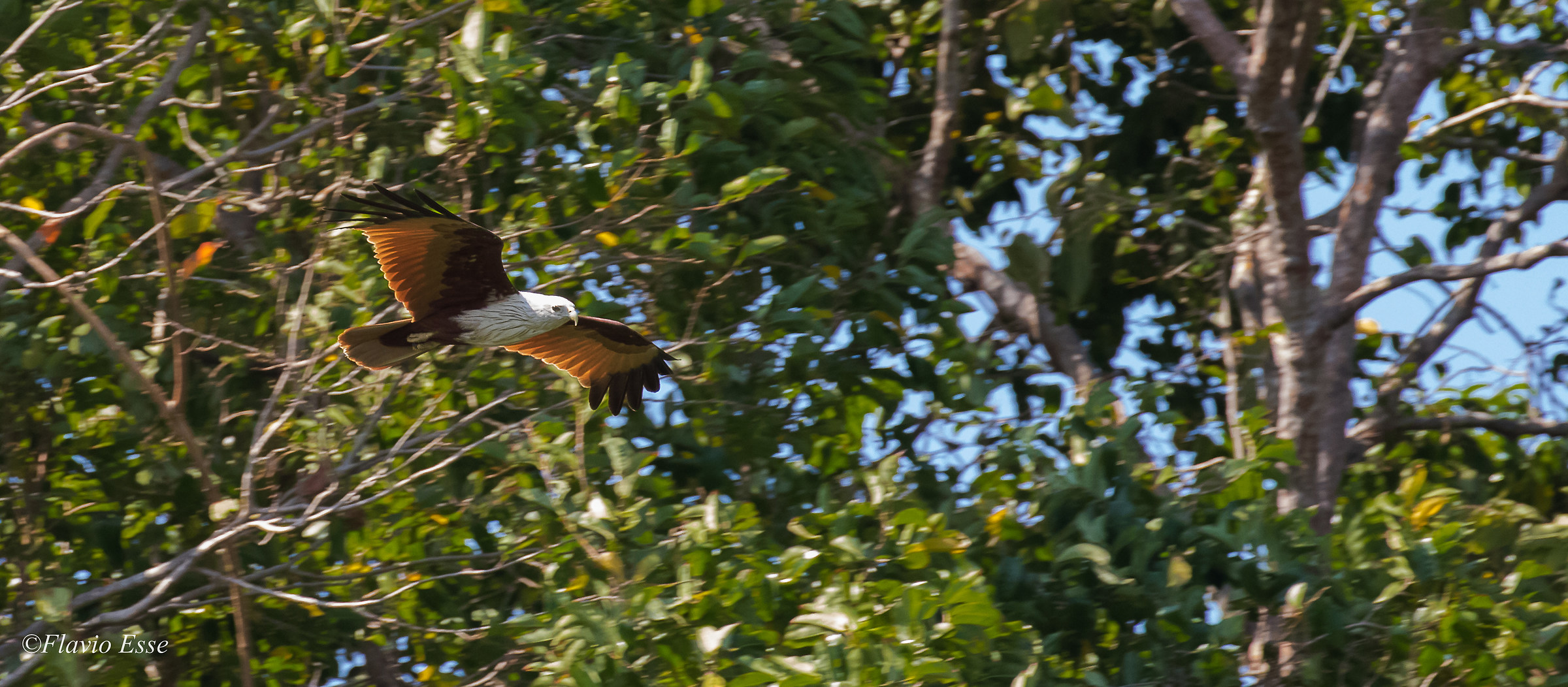 Nibbio bramino - Brahminy kite