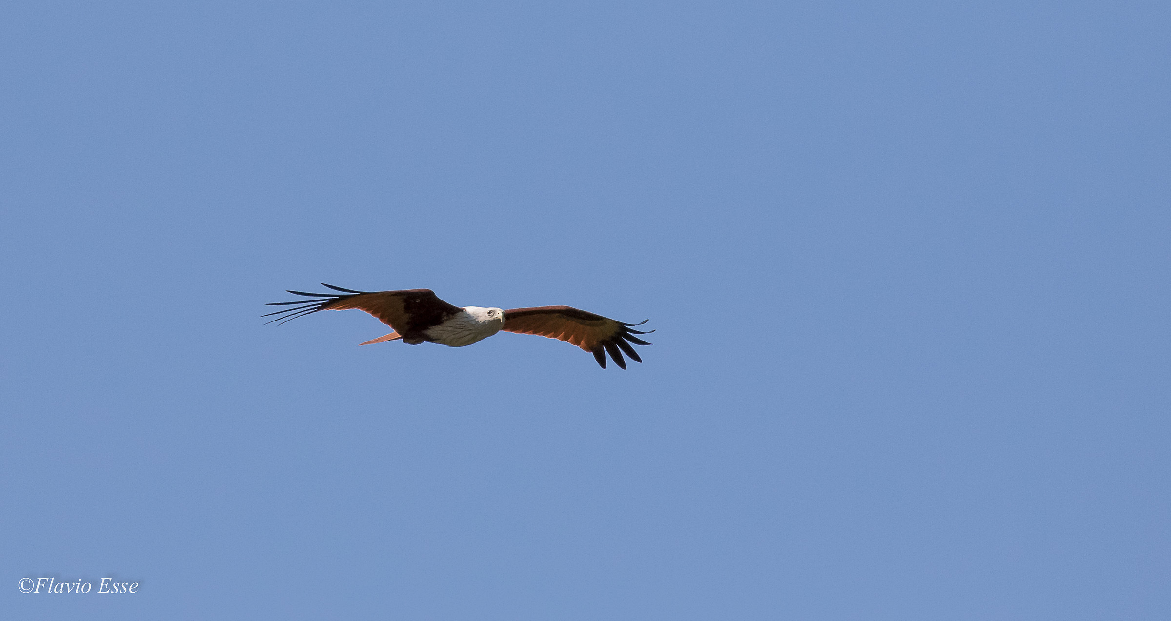 Nibbio bramino - Brahminy kite#2