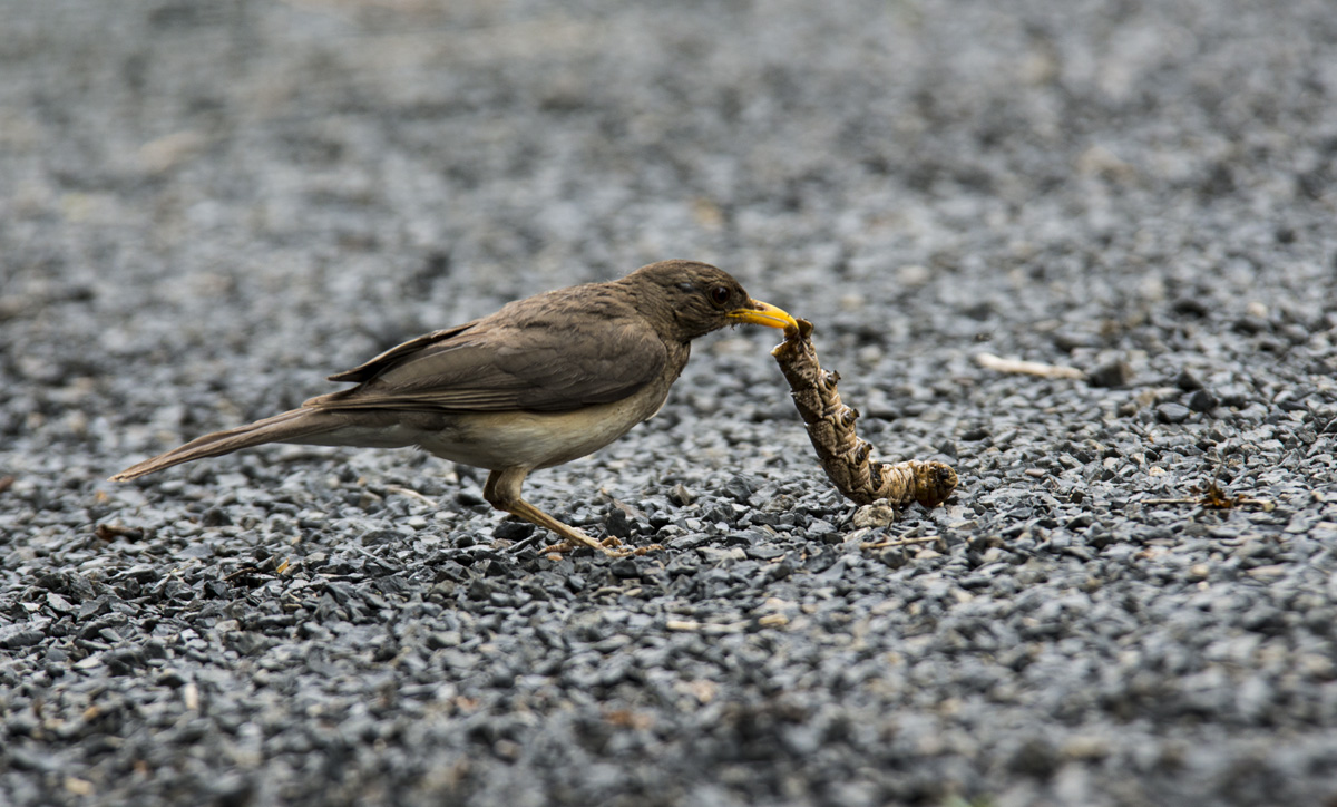 Trush = African Female with Worm