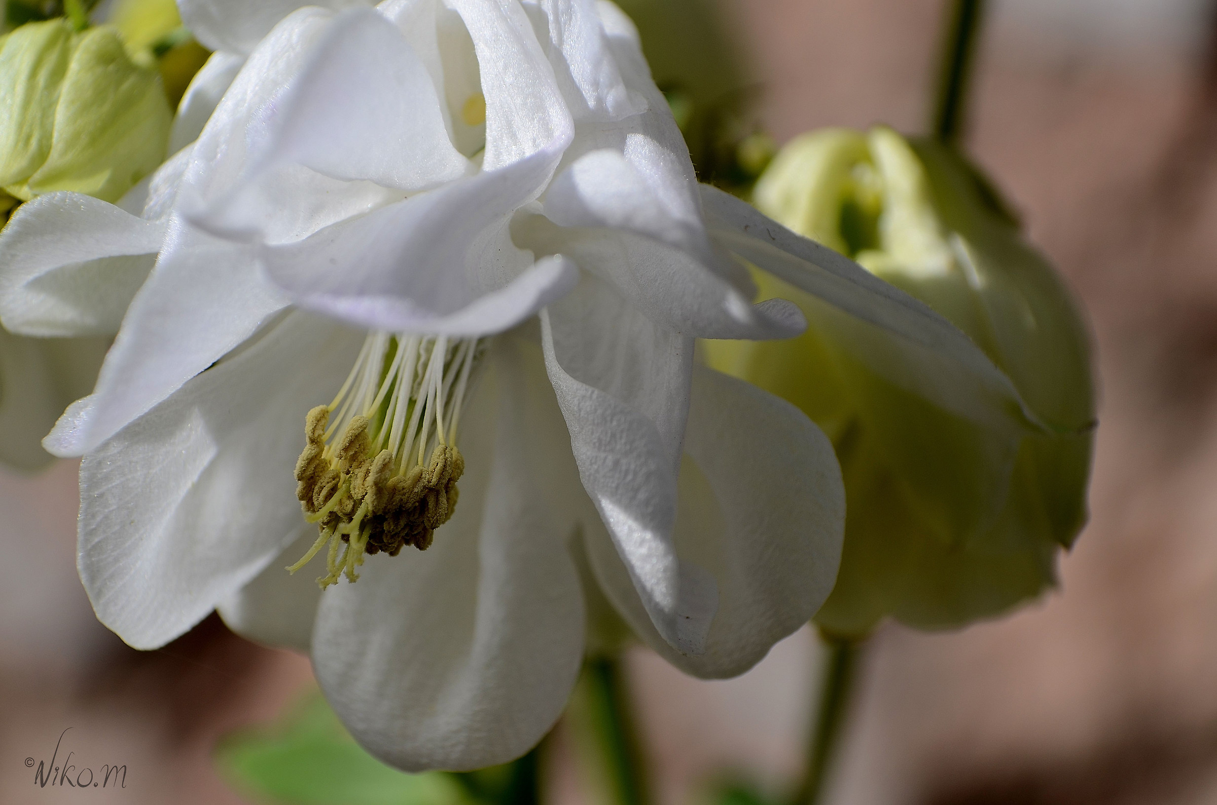 aquilegia