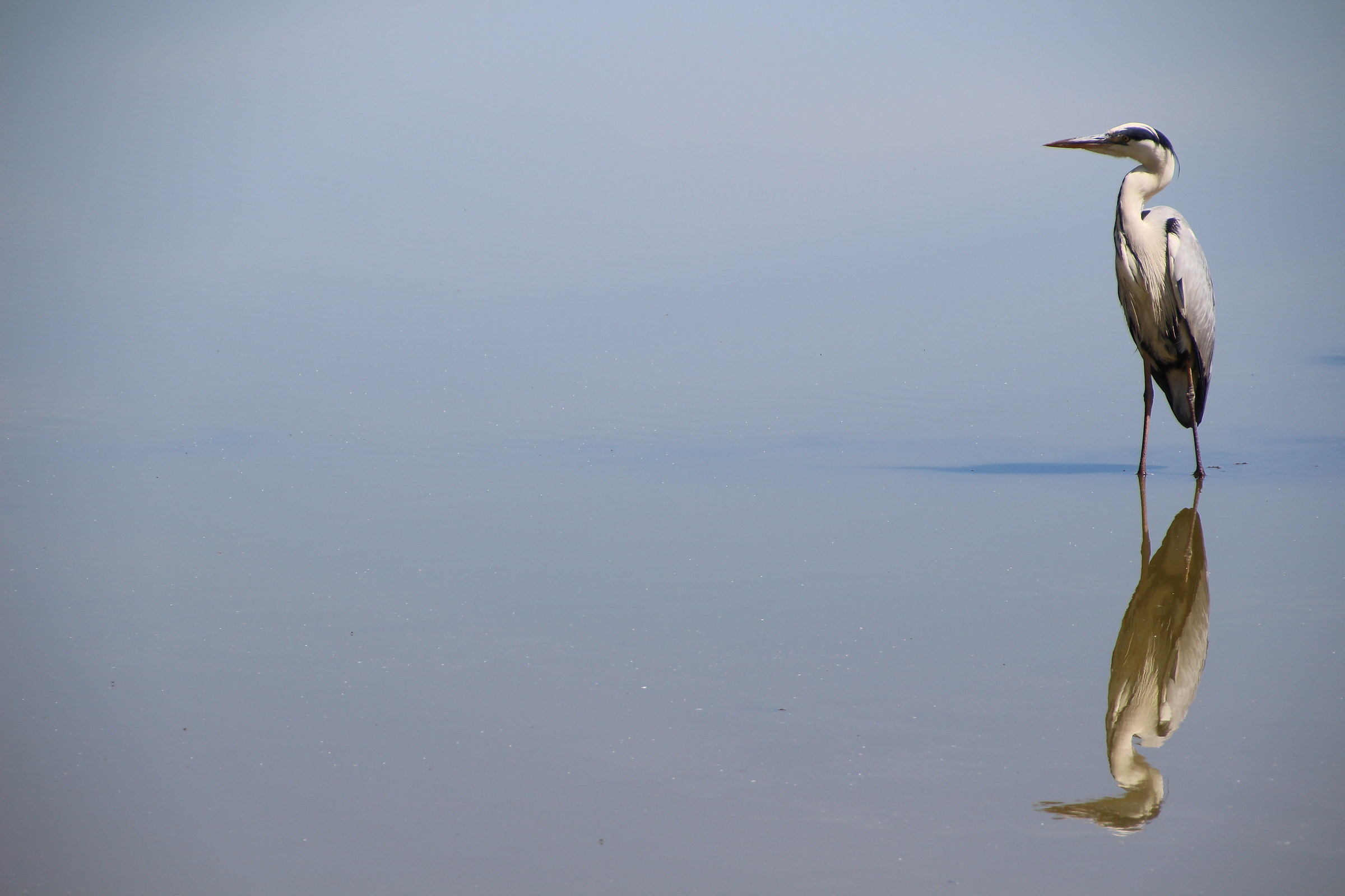 Heron Camargue