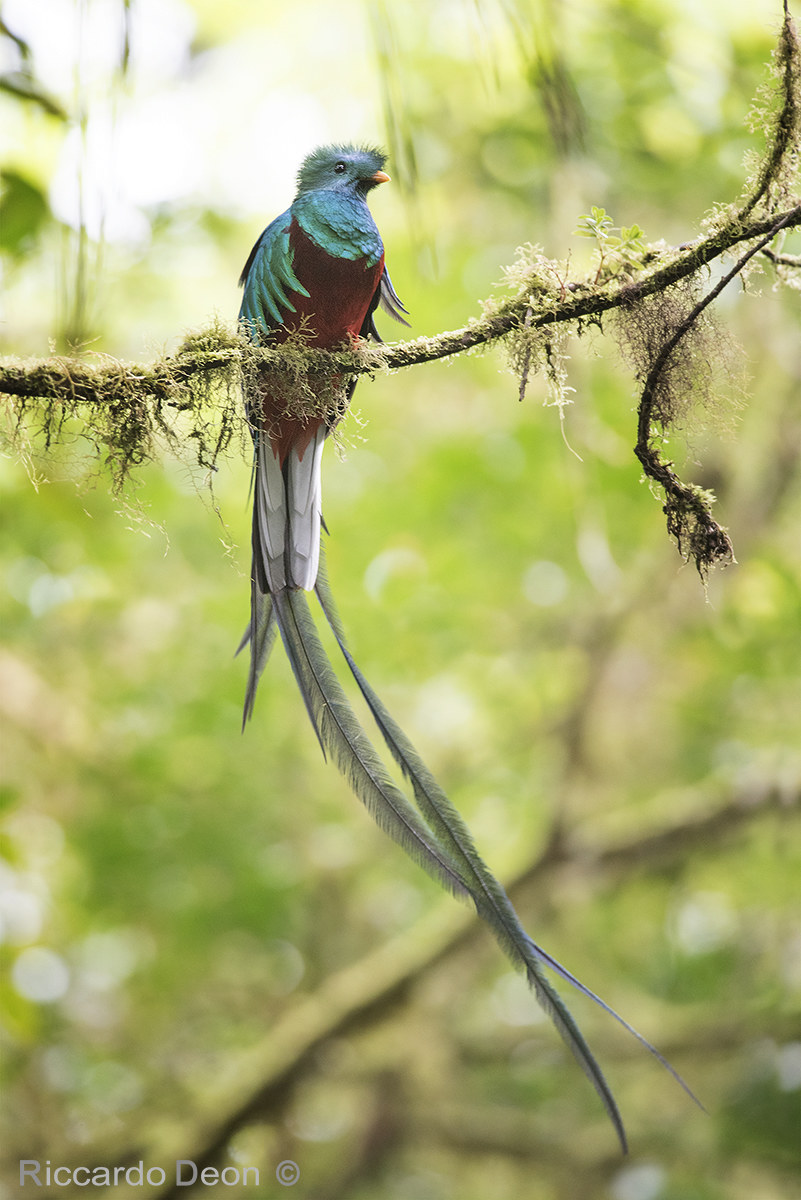 resplendent quetzal