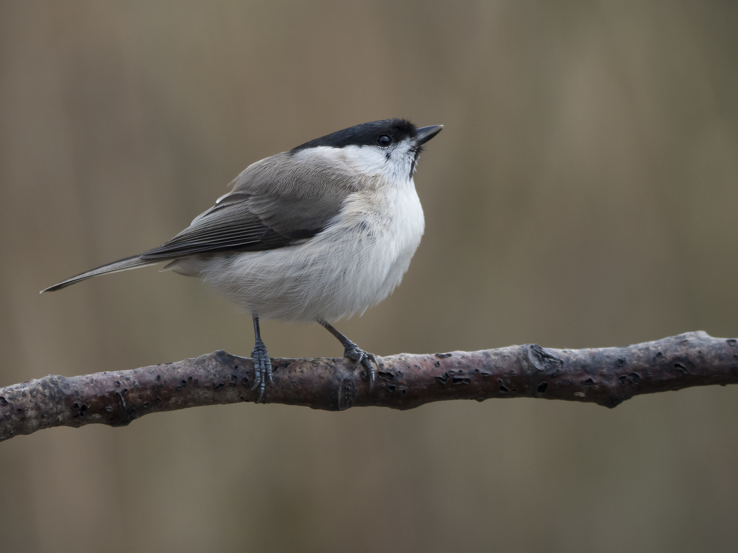 Marsh Tit