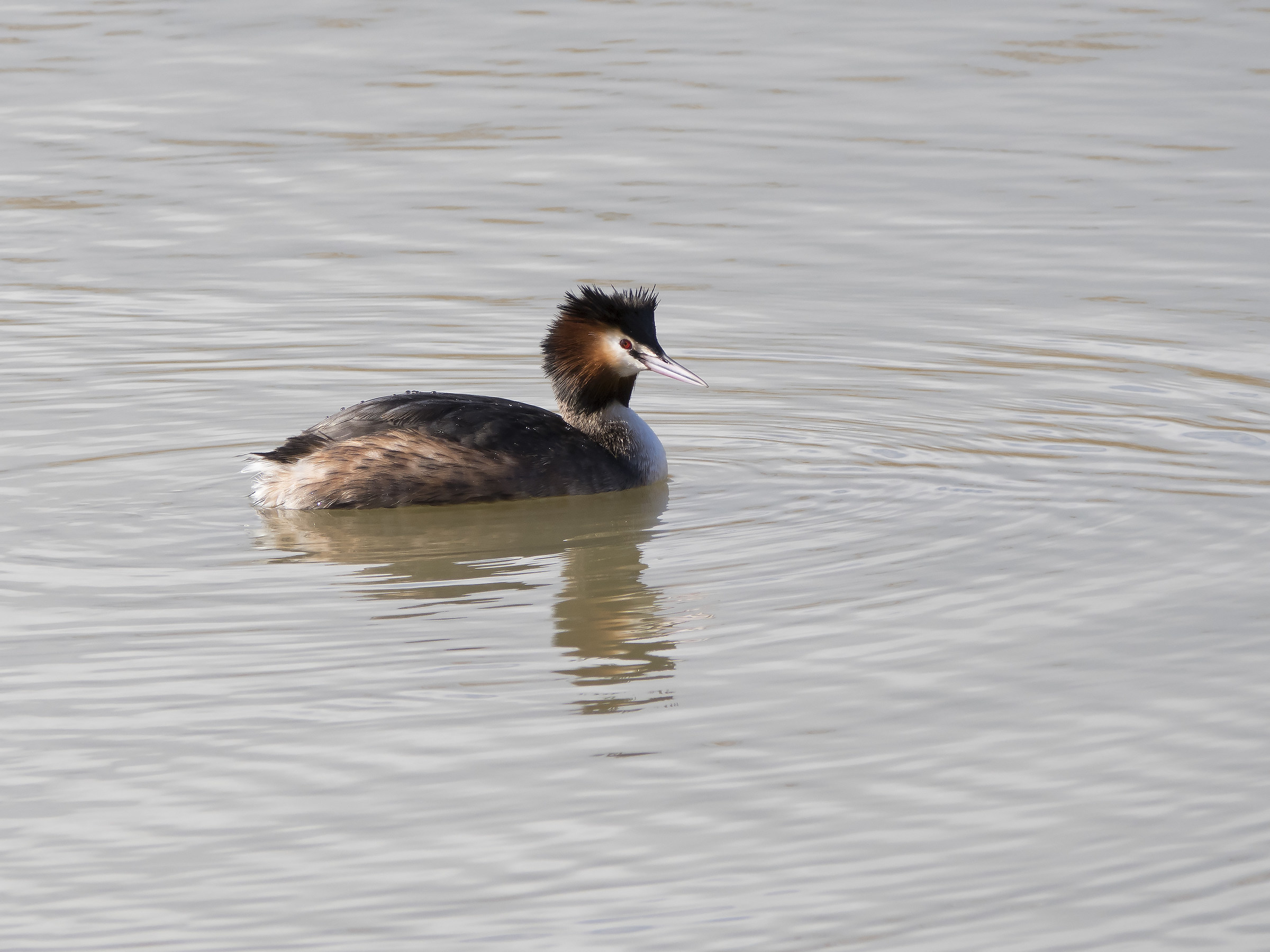 Grebe
