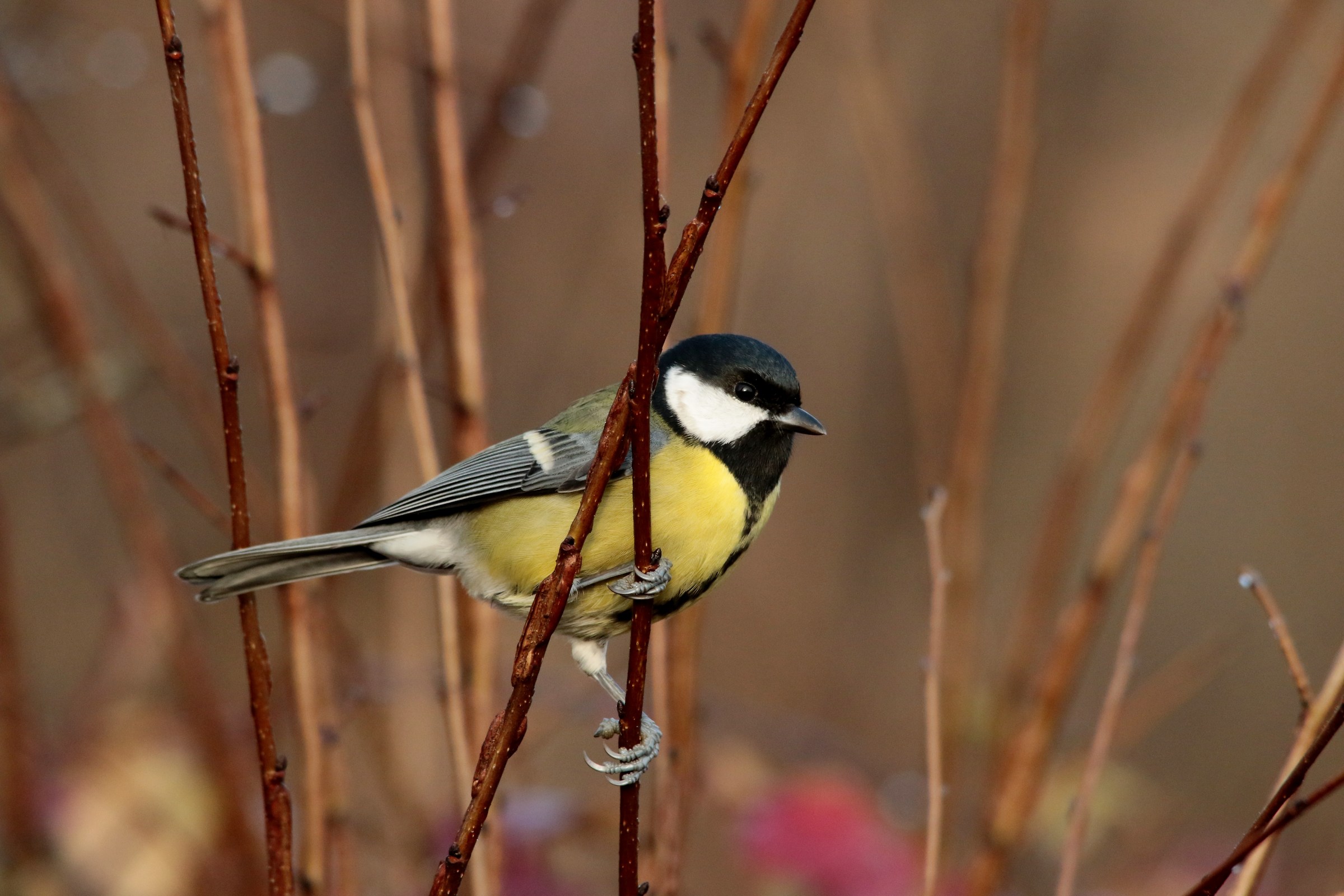 Great Tit