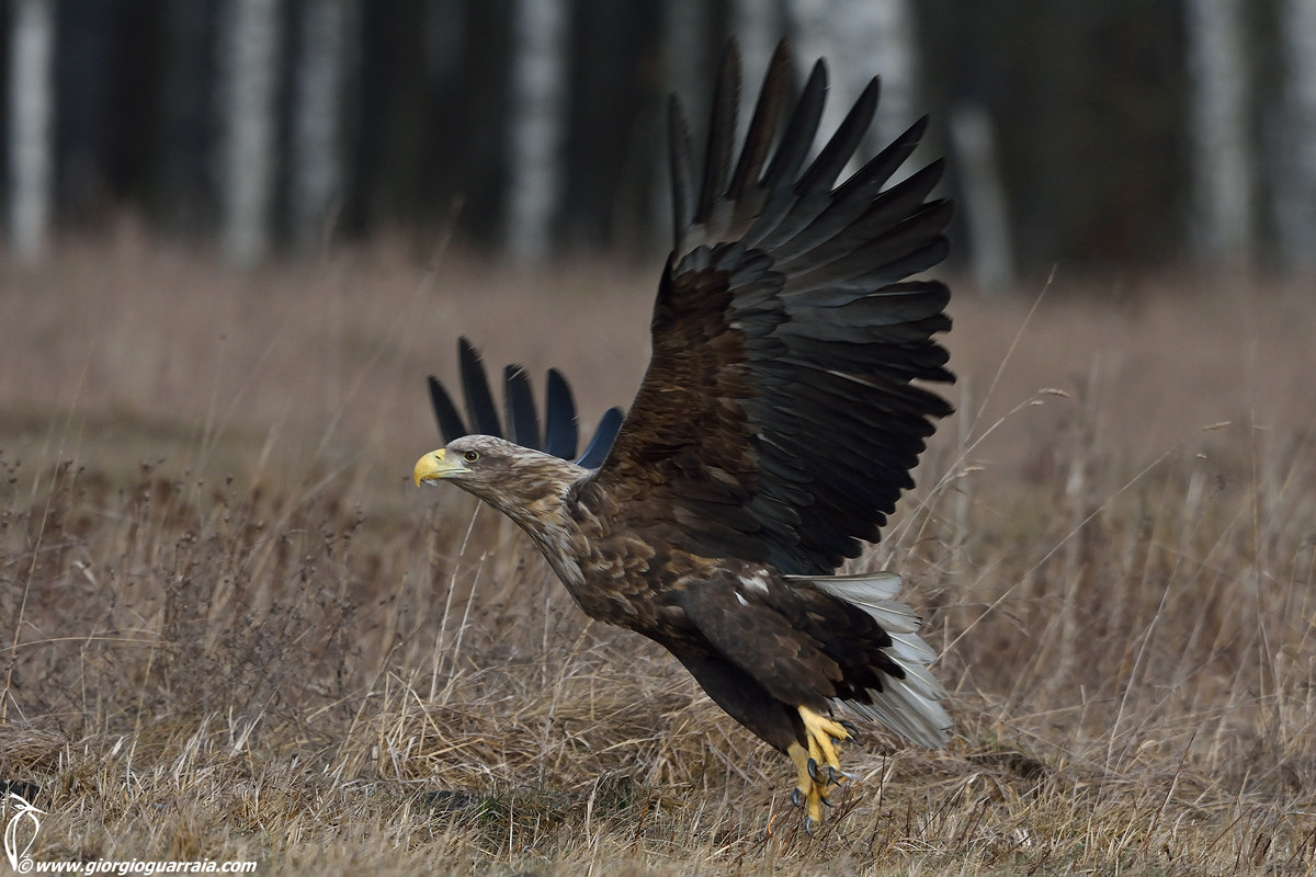 White-tailed eagle