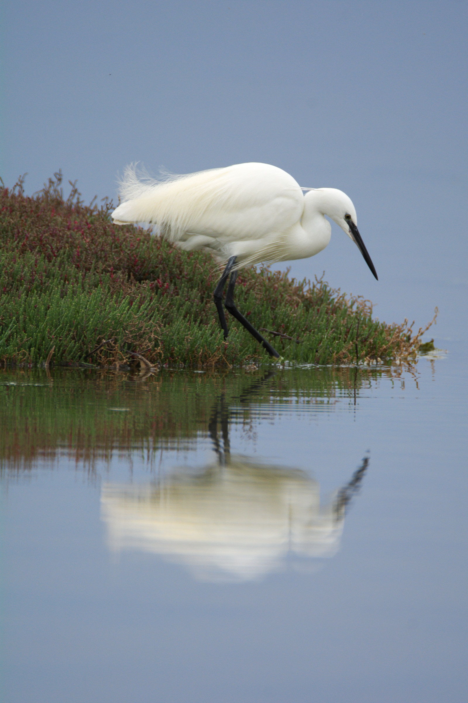 egret