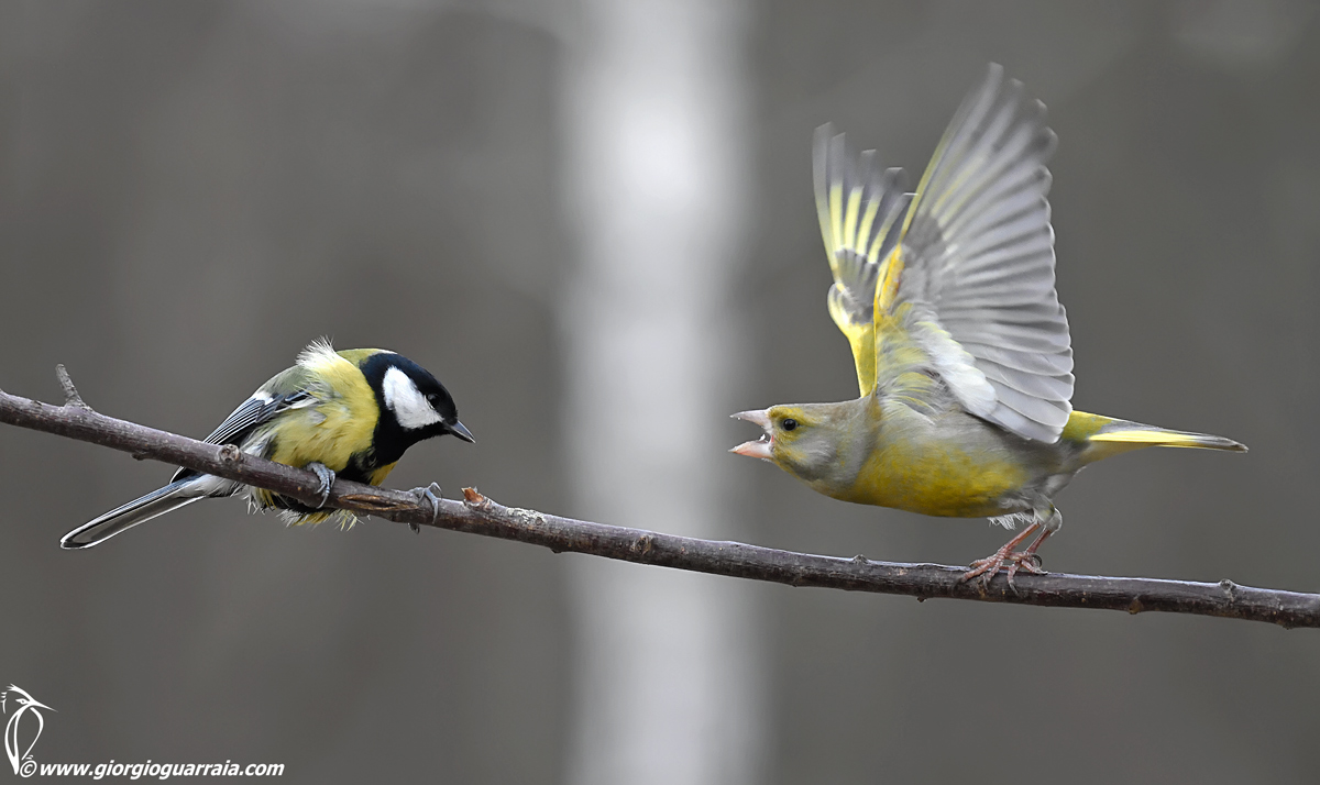 Fight club Bialowieza