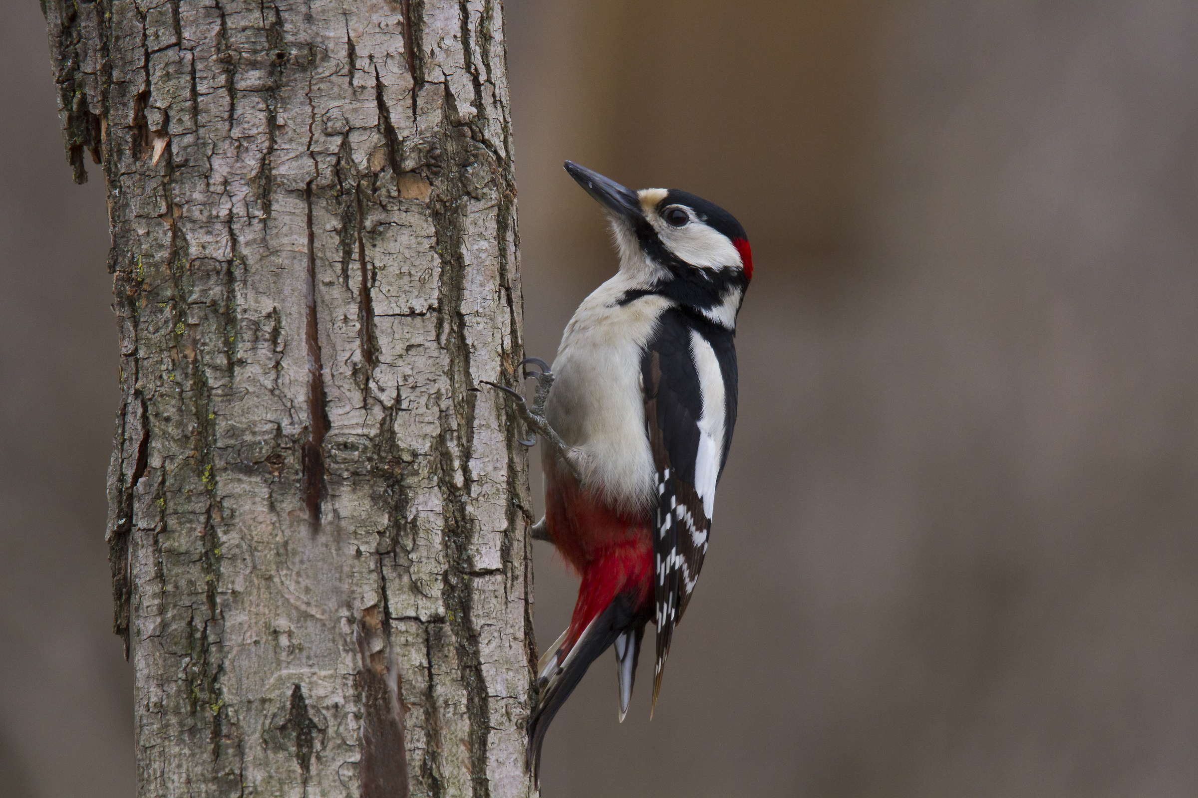 Great Spotted Woodpecker