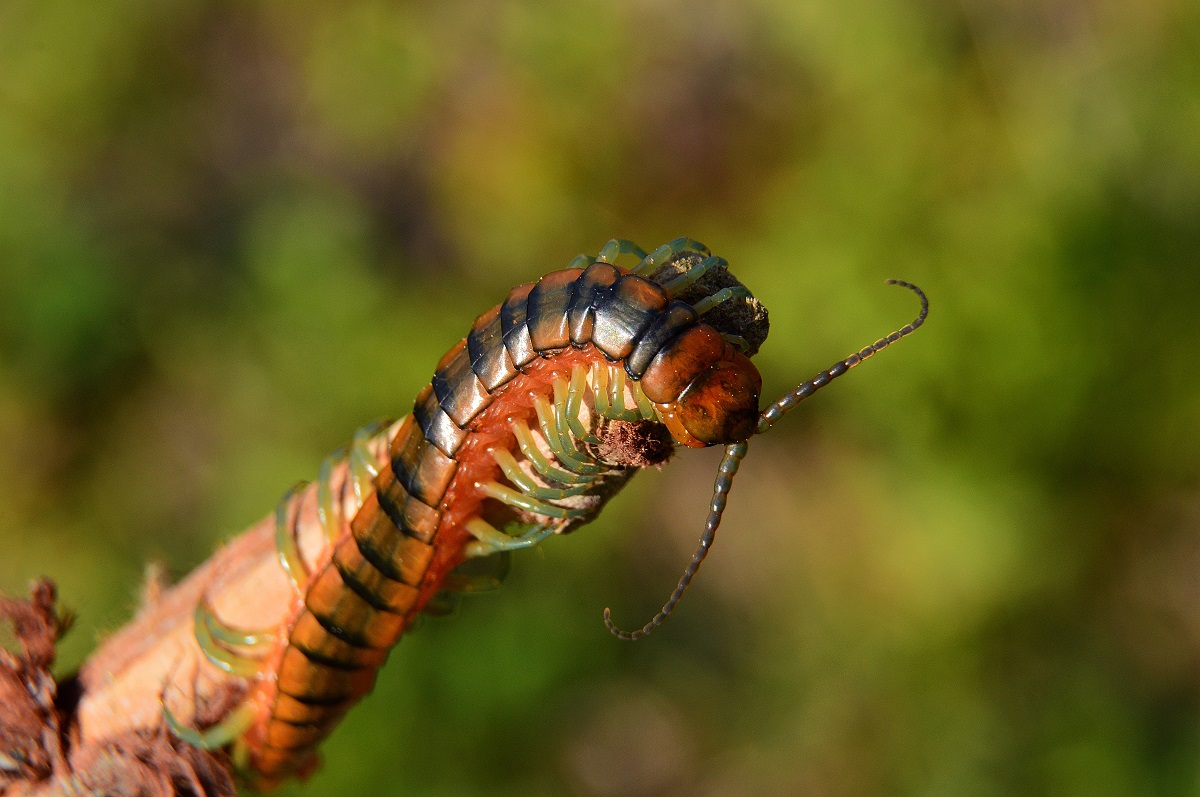 centipede cingulata