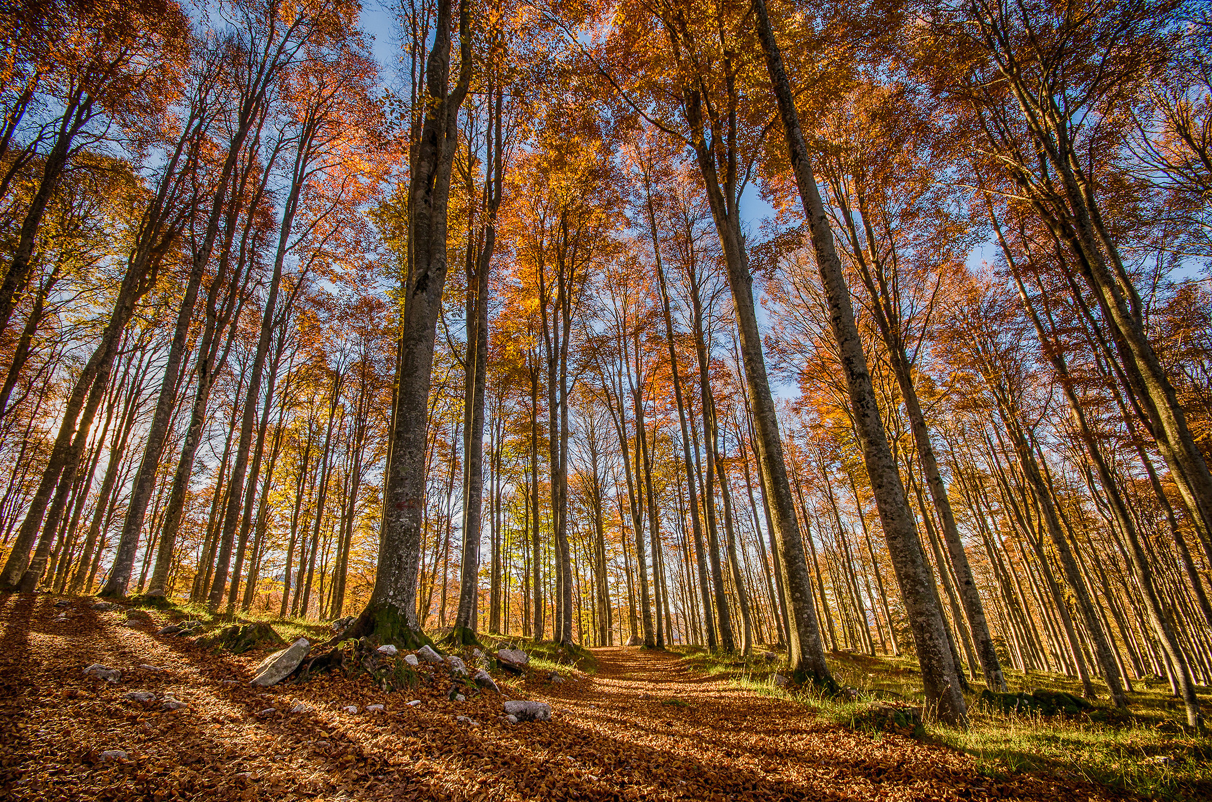 Autumn at the Cansiglio forest