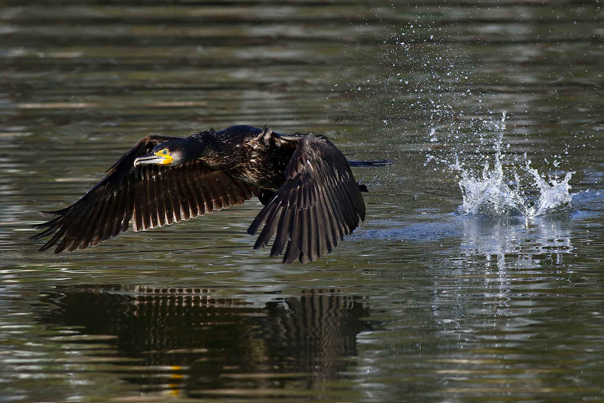Cormorant - fledging