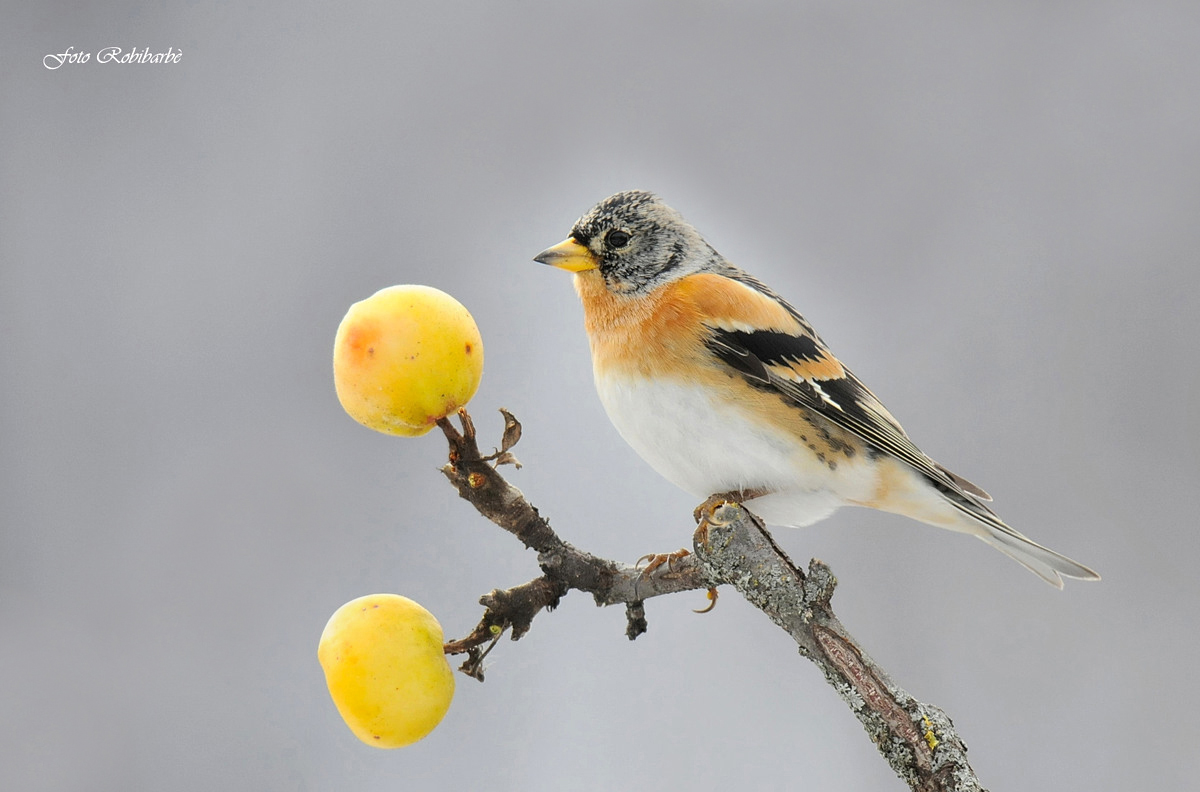 The Brambling on apple ....